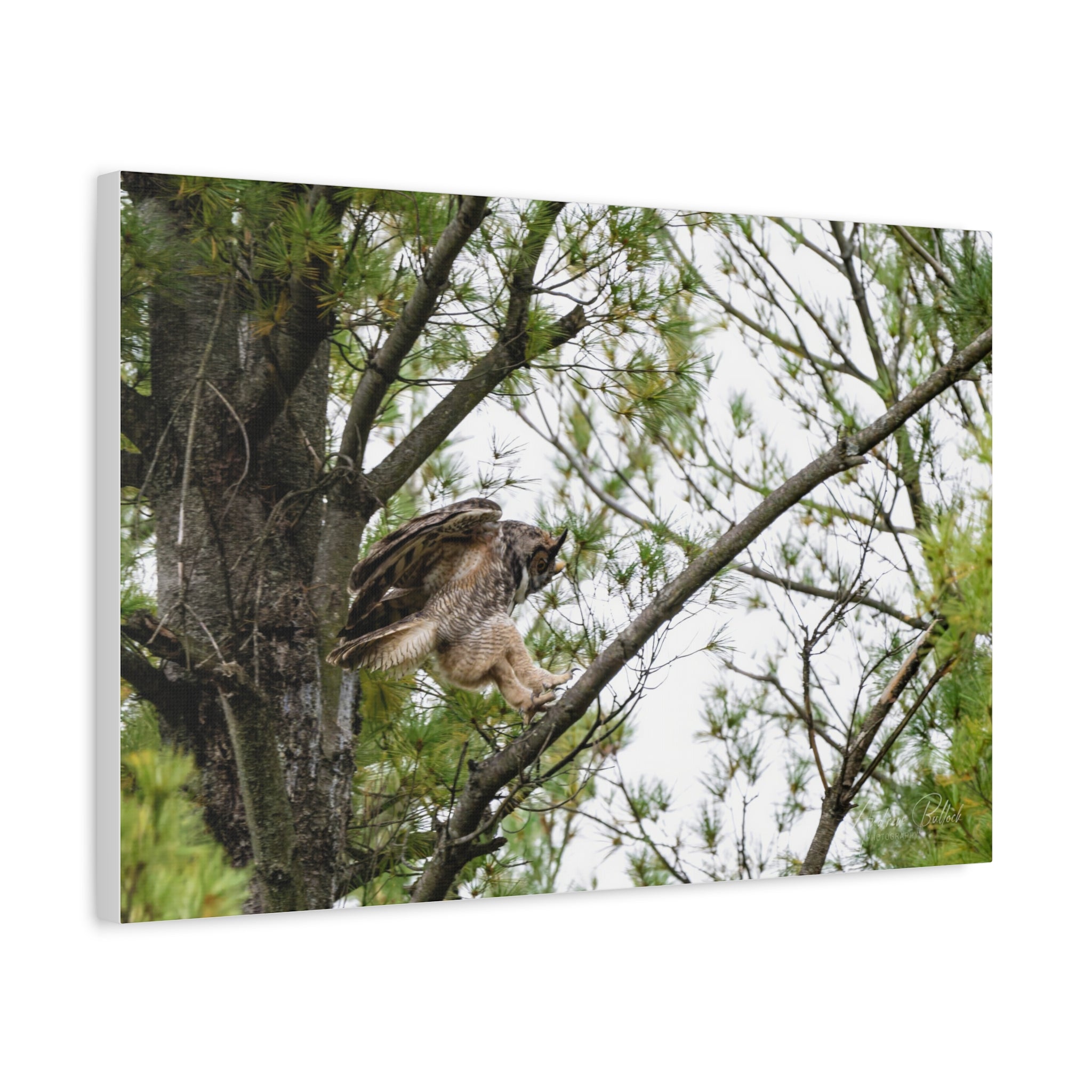 Talons Out: Great Horned Owl Canvas Print — Stretched Matte Nature Wall Art