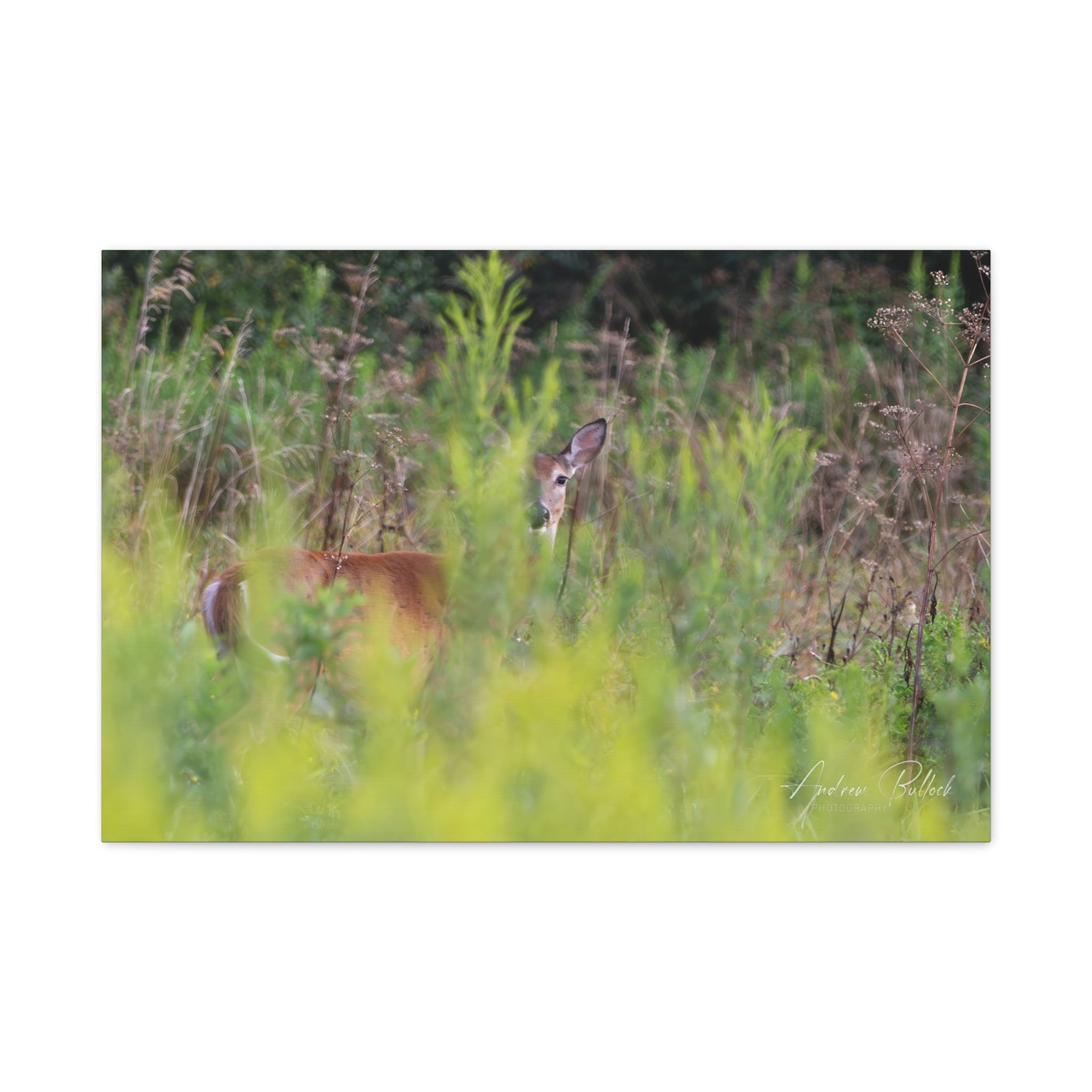 Goldenrod Gaze Matte Stretched Canvas Print — Wildlife Photography Wall Art