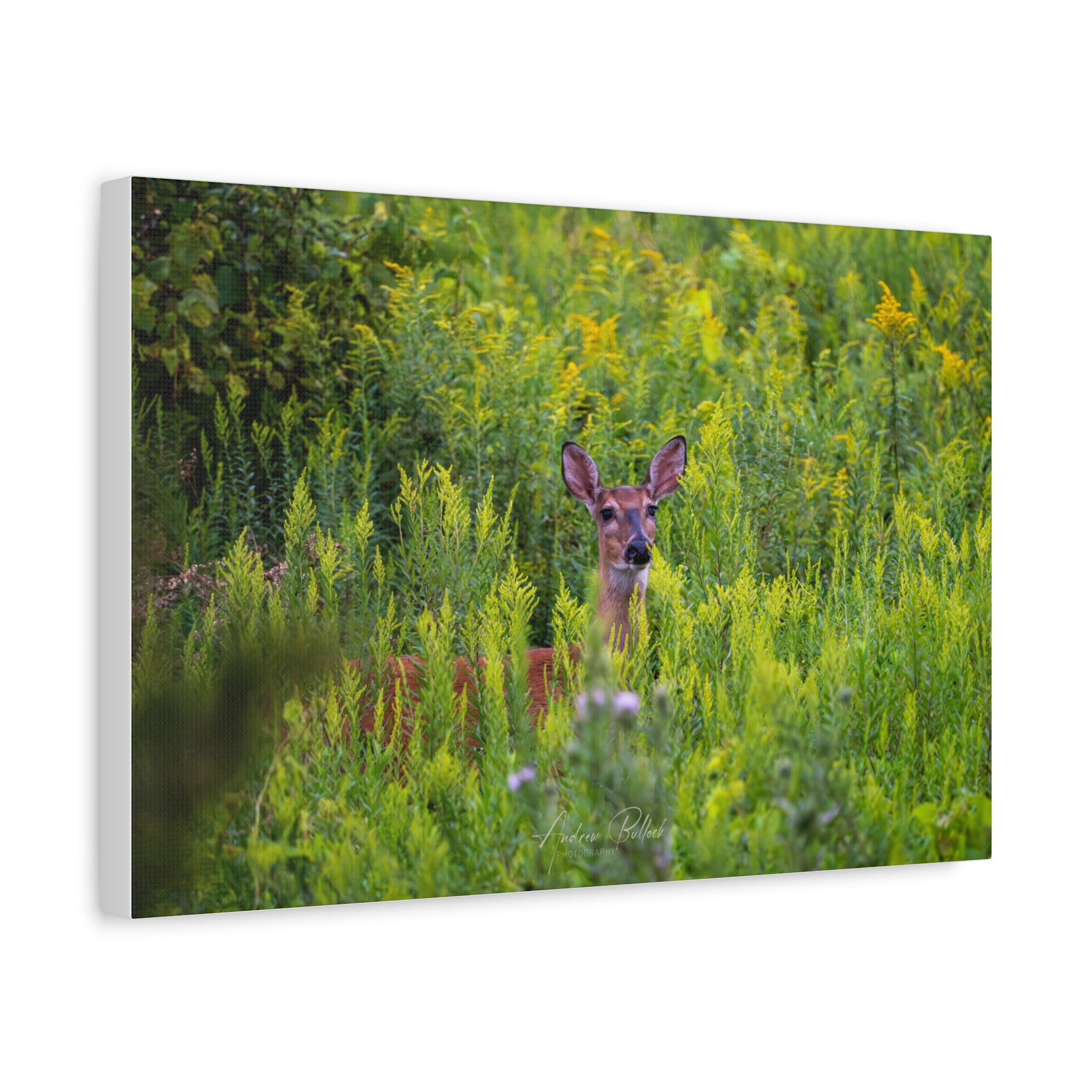 Peeking Doe Matte Stretched Canvas