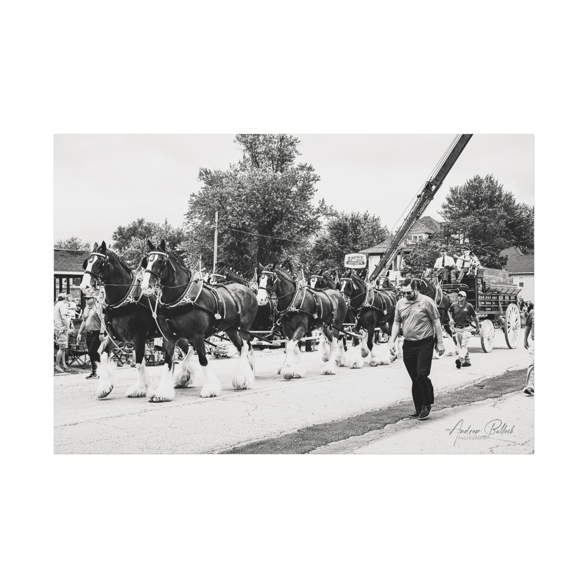 Clydesdale At Hog Days Parade Matte Canvas Print (Stretched)