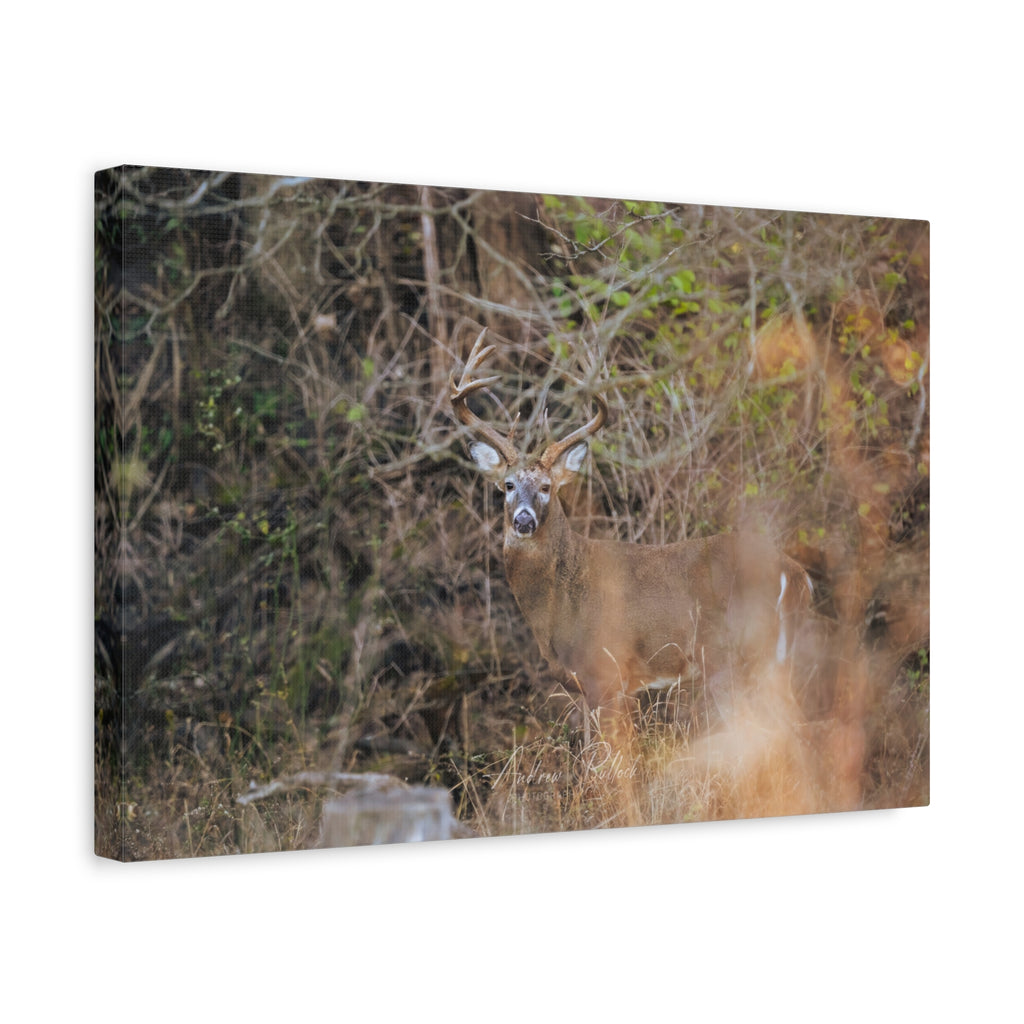 Deer in Brush Matte Canvas Print — Woodland Wildlife Wall Art