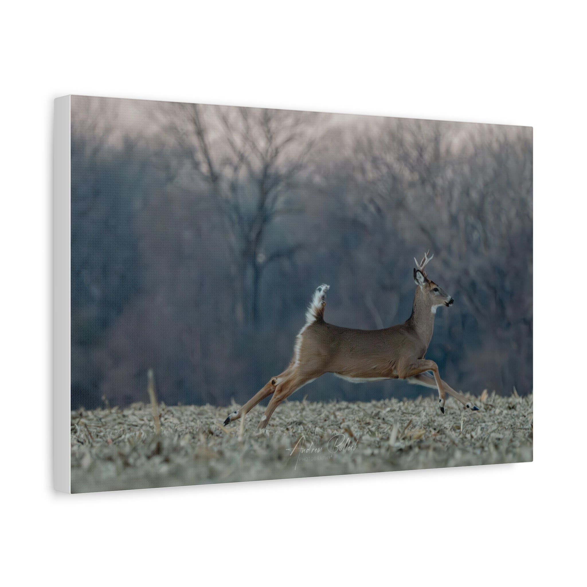 Mid-Stride Momentum – Nature Wildlife Photography Print