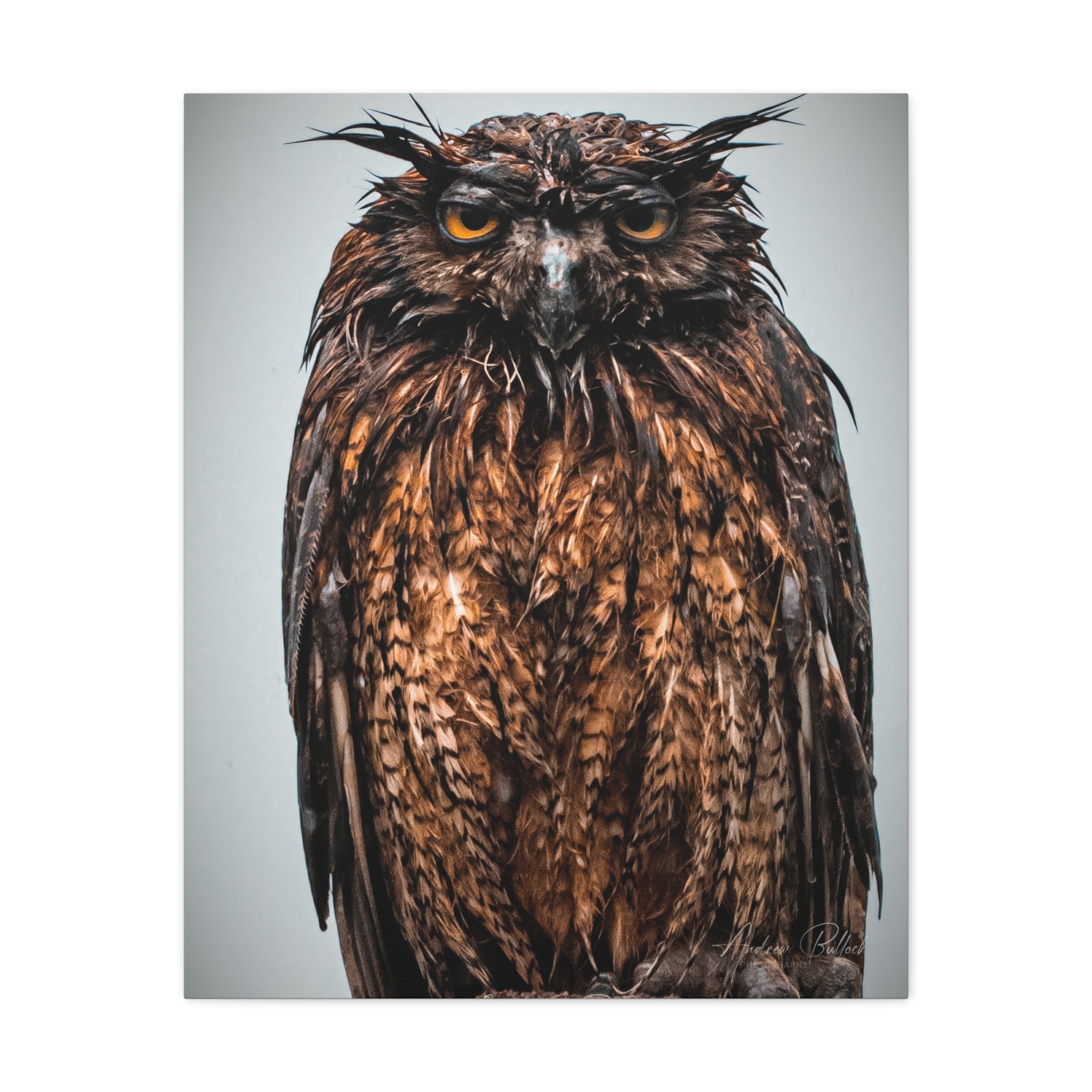 Great Horned Owl Close-Up Matte Canvas