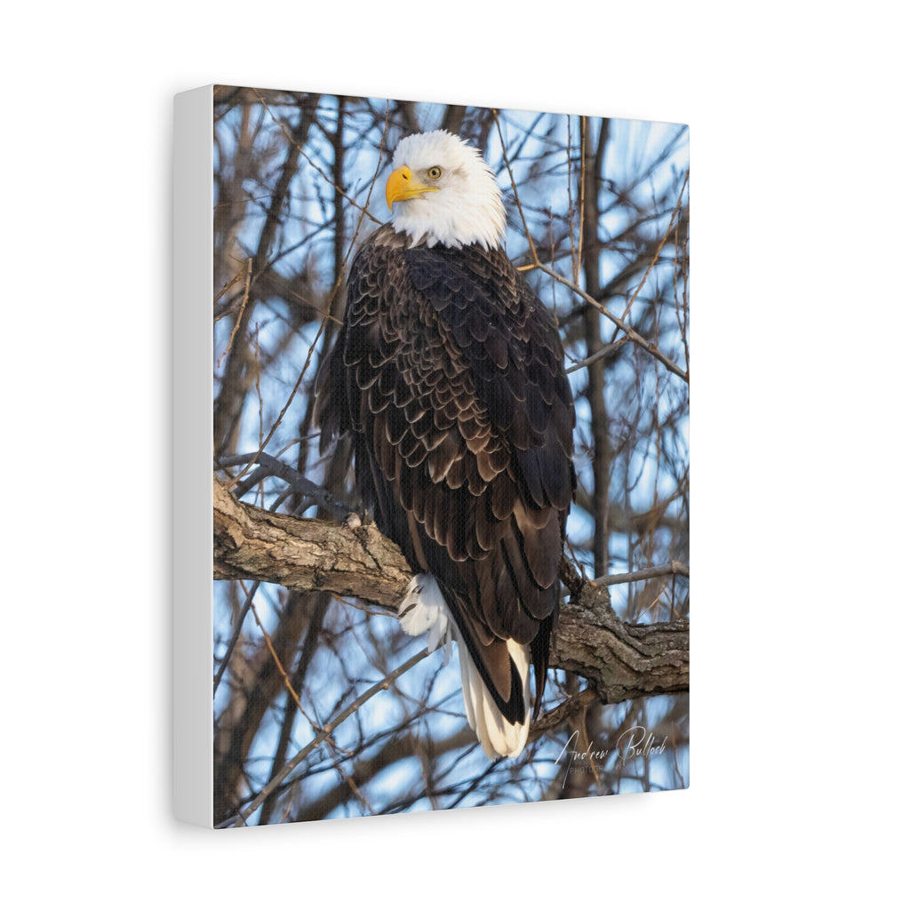 American Majesty Matte Canvas Print — Stretched Wall Art