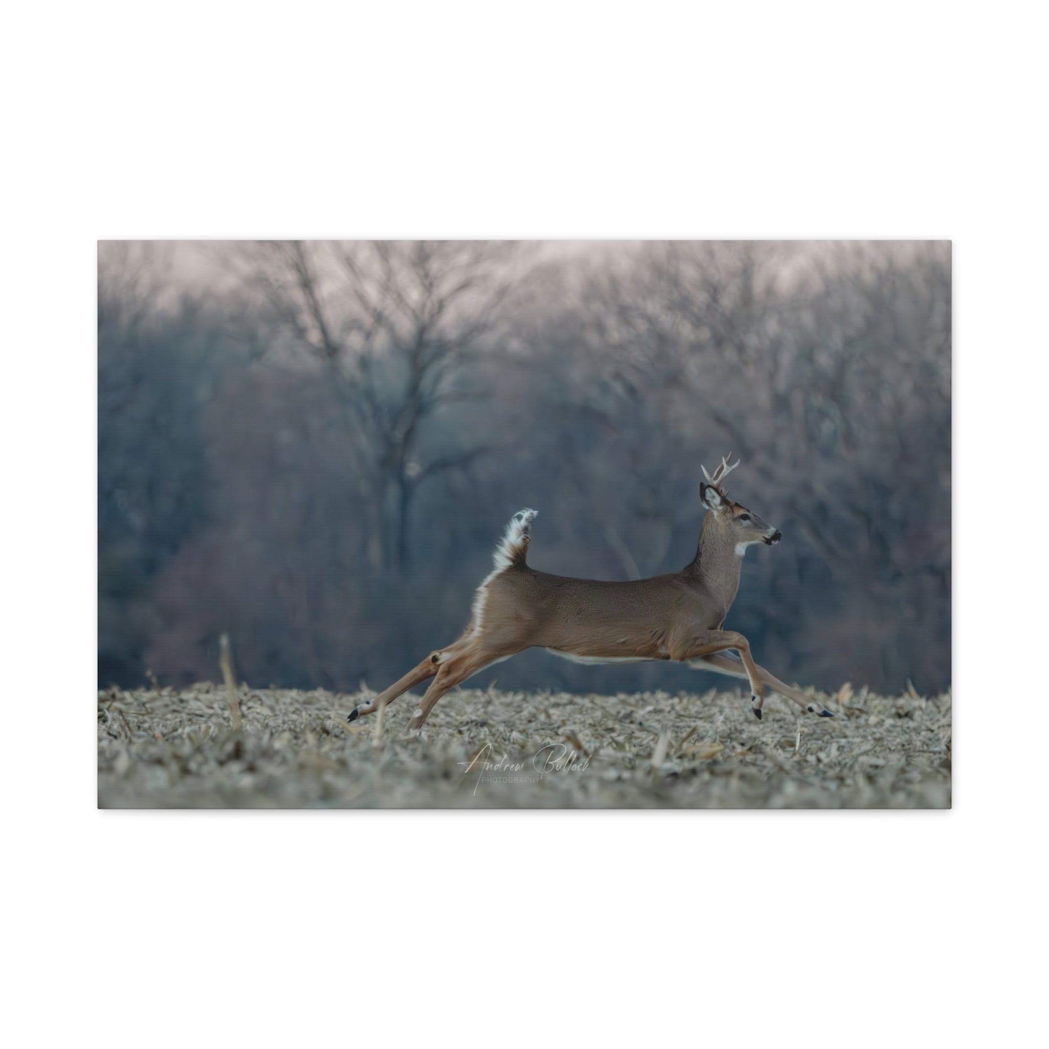 Mid-Stride Momentum – Nature Wildlife Photography Print