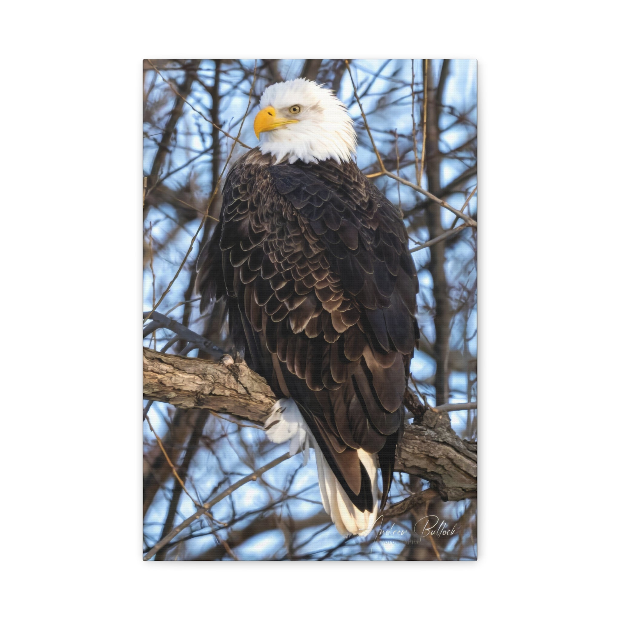 American Majesty Matte Canvas Print — Stretched Wall Art