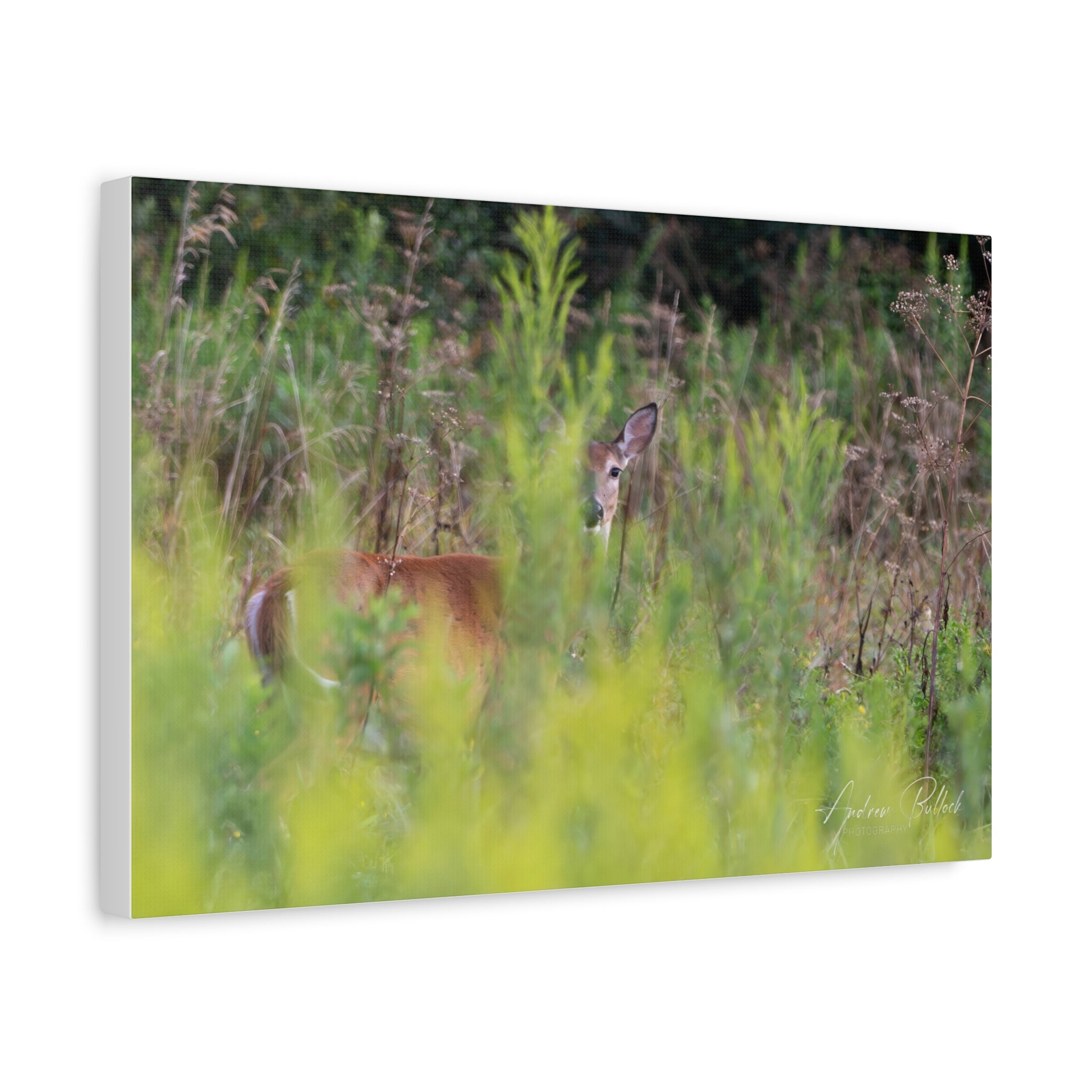 Goldenrod Gaze Matte Stretched Canvas Print — Wildlife Photography Wall Art