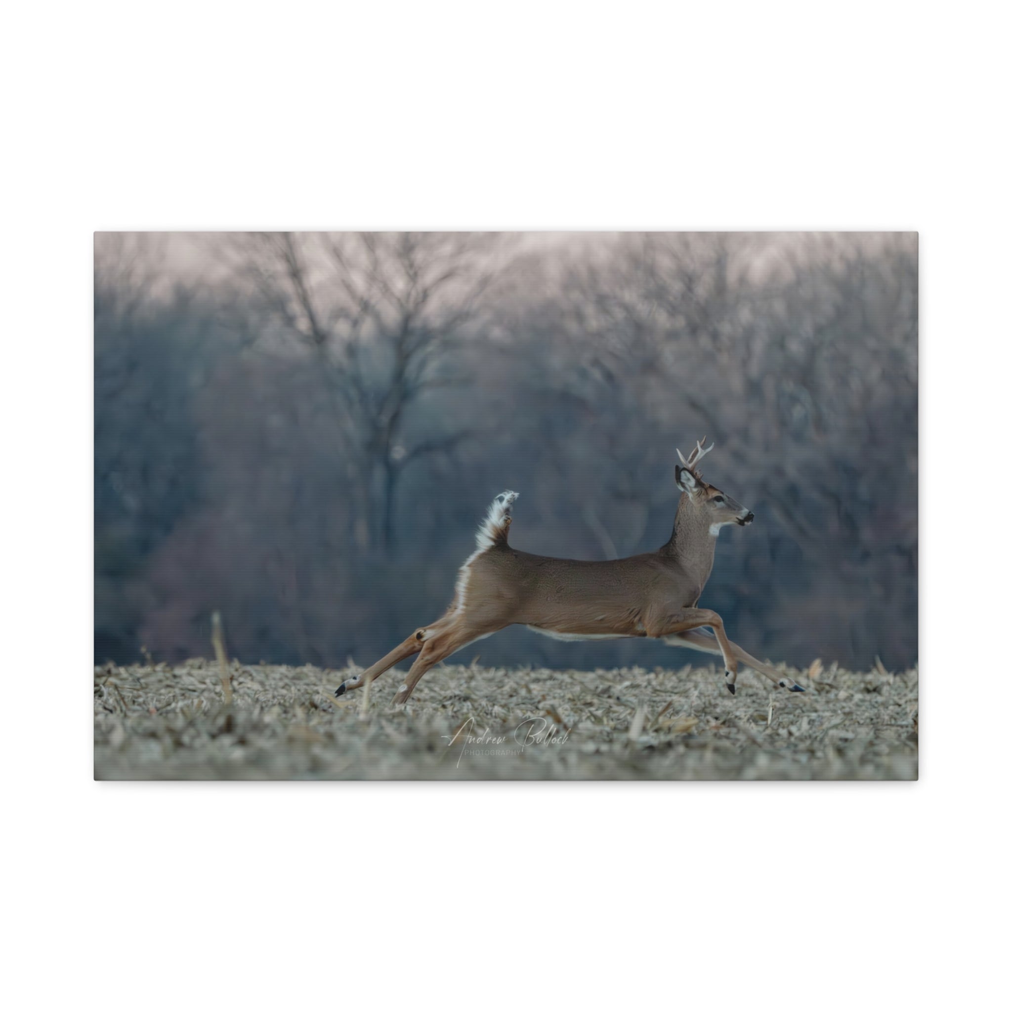 Mid-Stride Momentum – Nature Wildlife Photography Print