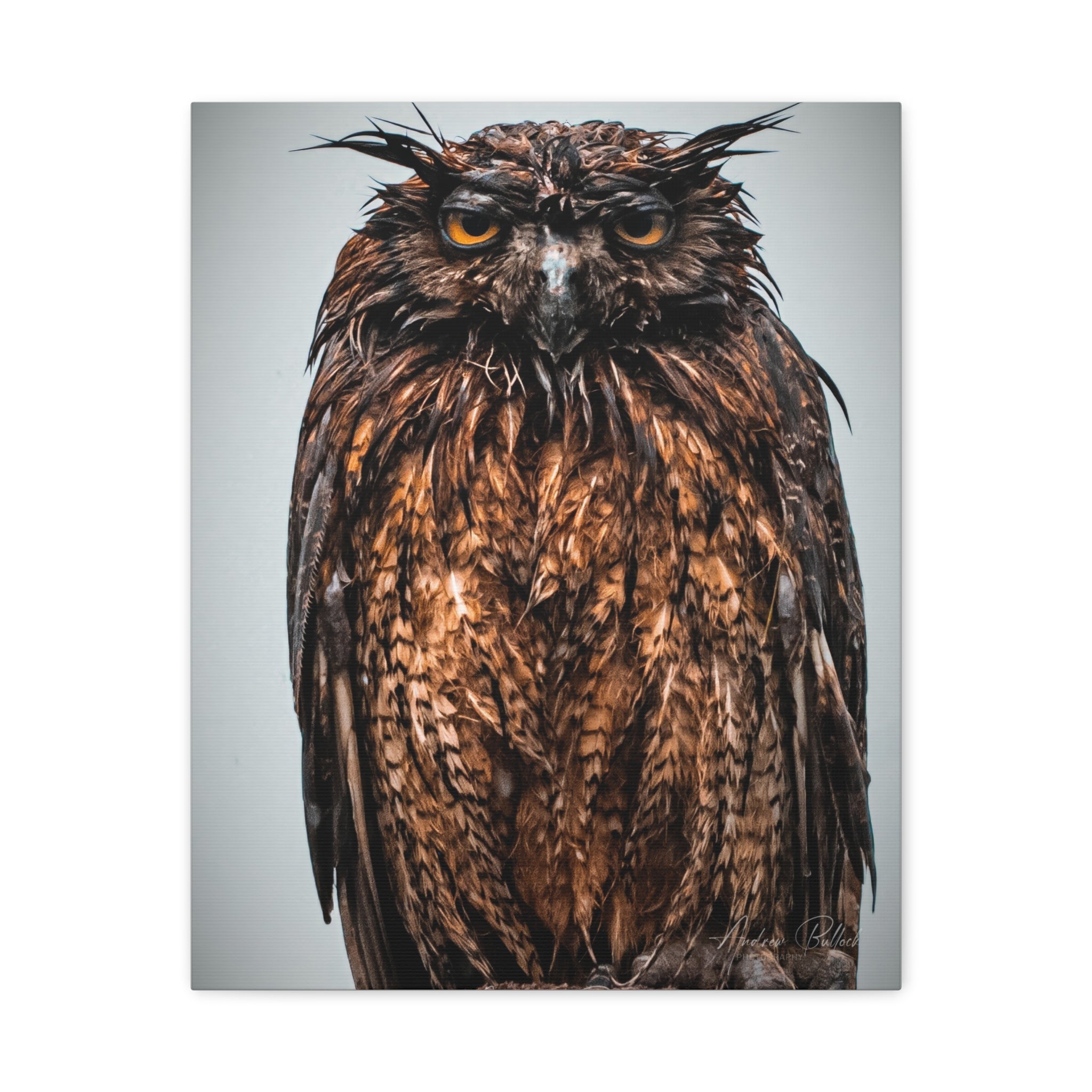 Great Horned Owl Close-Up Matte Canvas