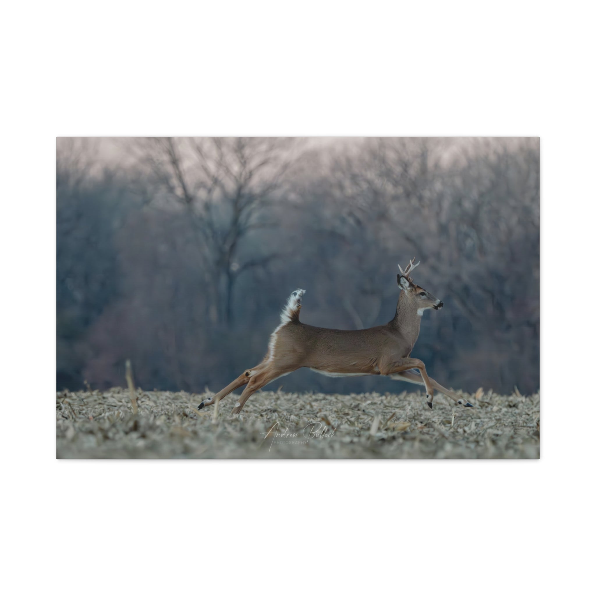 Mid-Stride Momentum – Nature Wildlife Photography Print