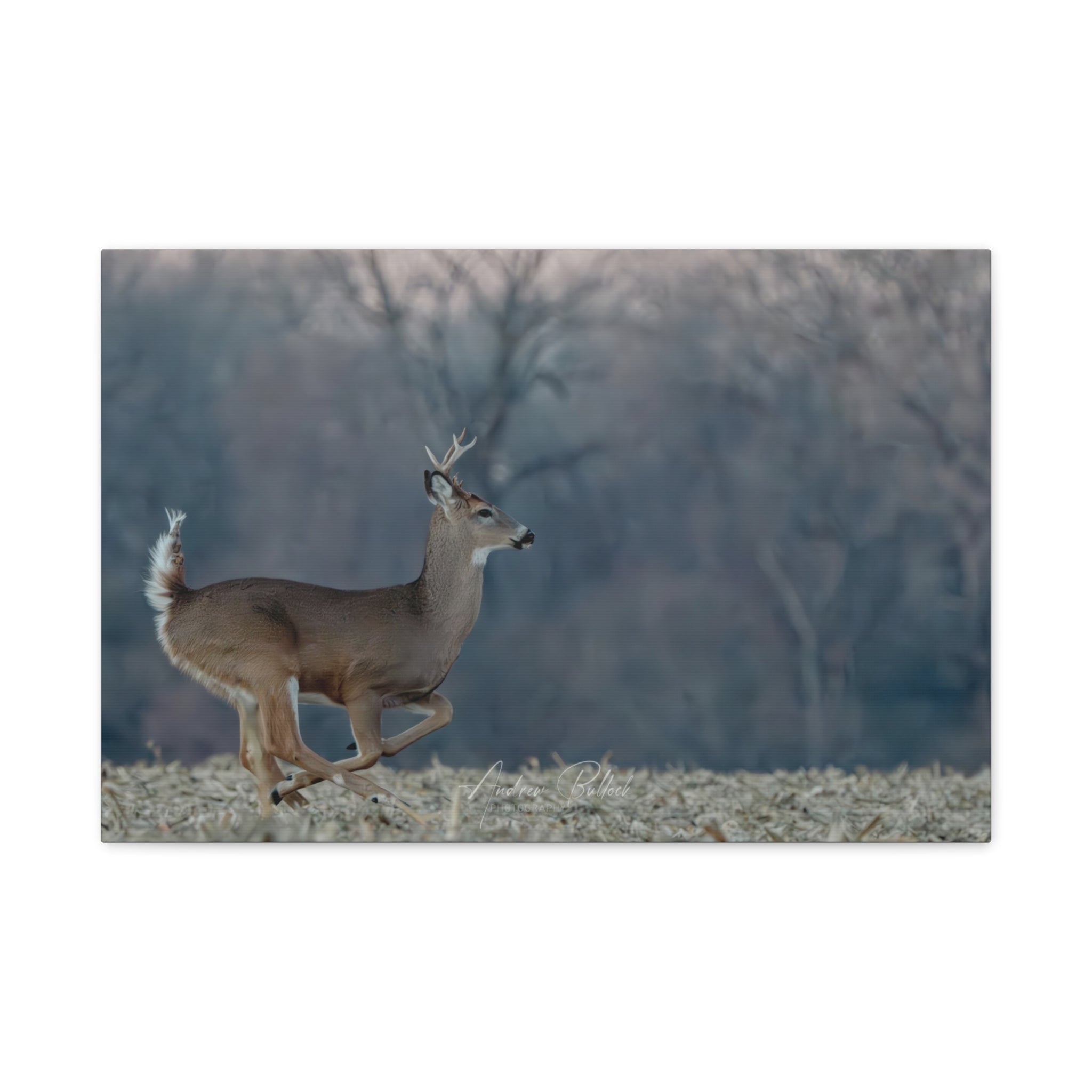 Running Whitetail Deer Canvas Wall Art – Matte Stretched Nature Print
