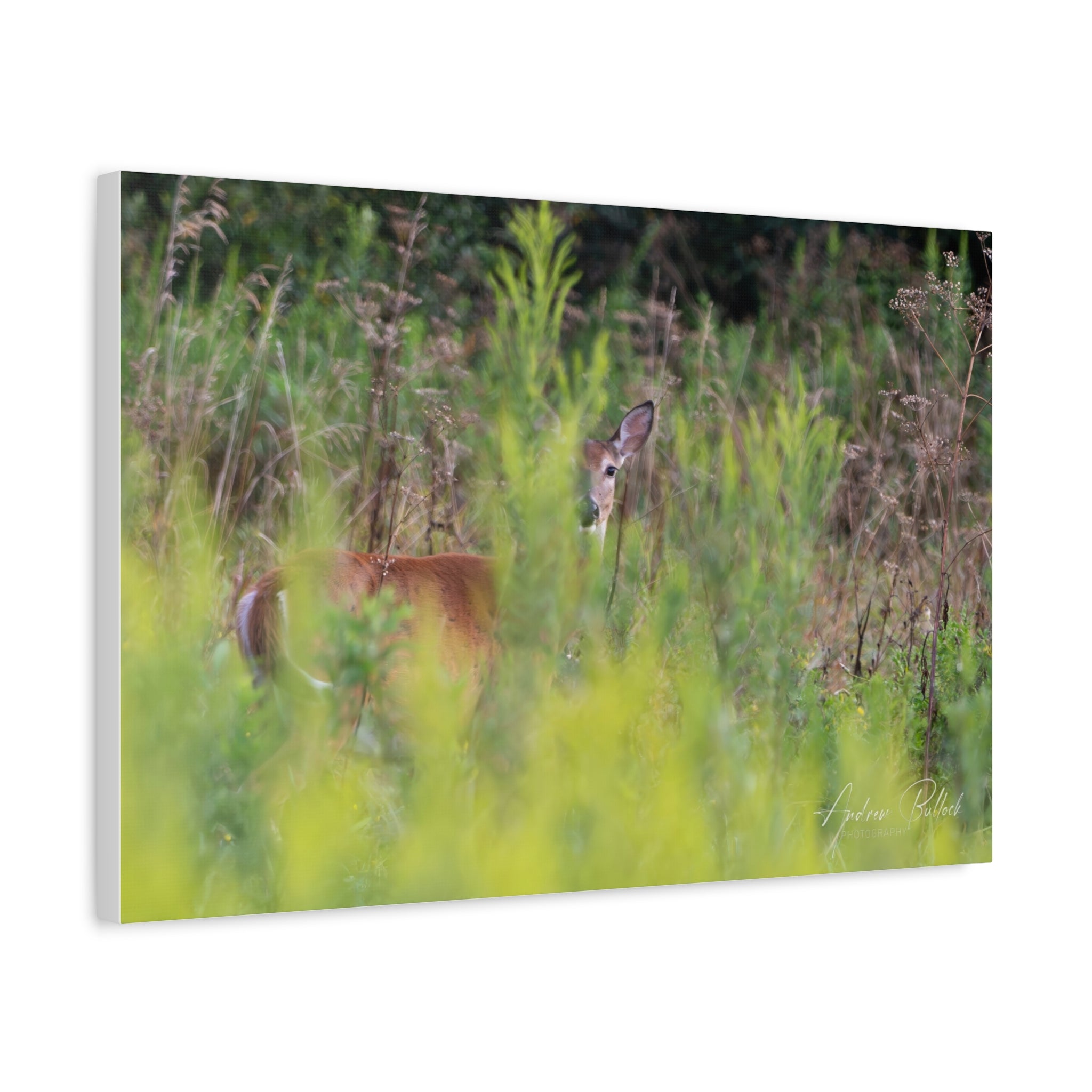 Goldenrod Gaze Matte Stretched Canvas Print — Wildlife Photography Wall Art