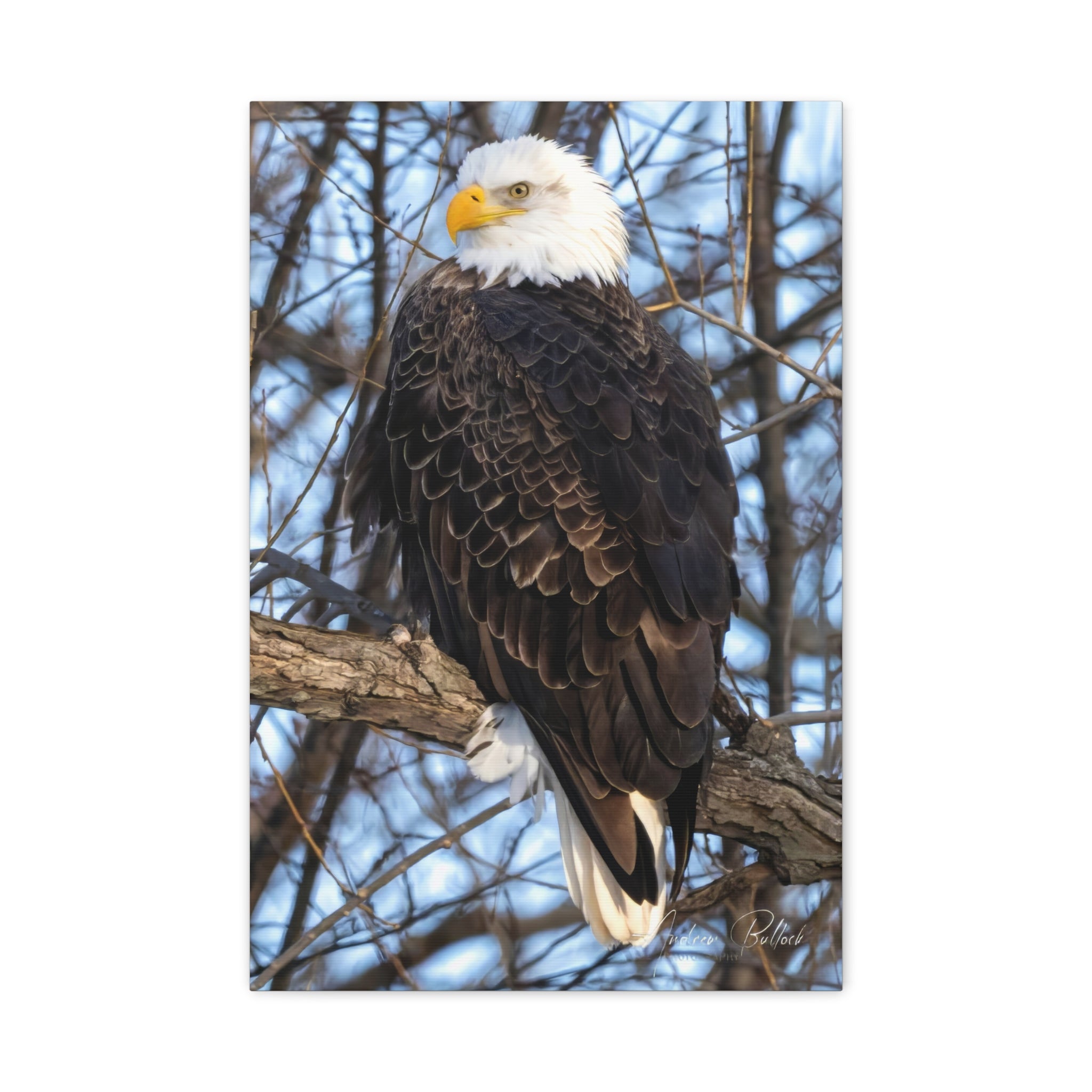 American Majesty Matte Canvas Print — Stretched Wall Art