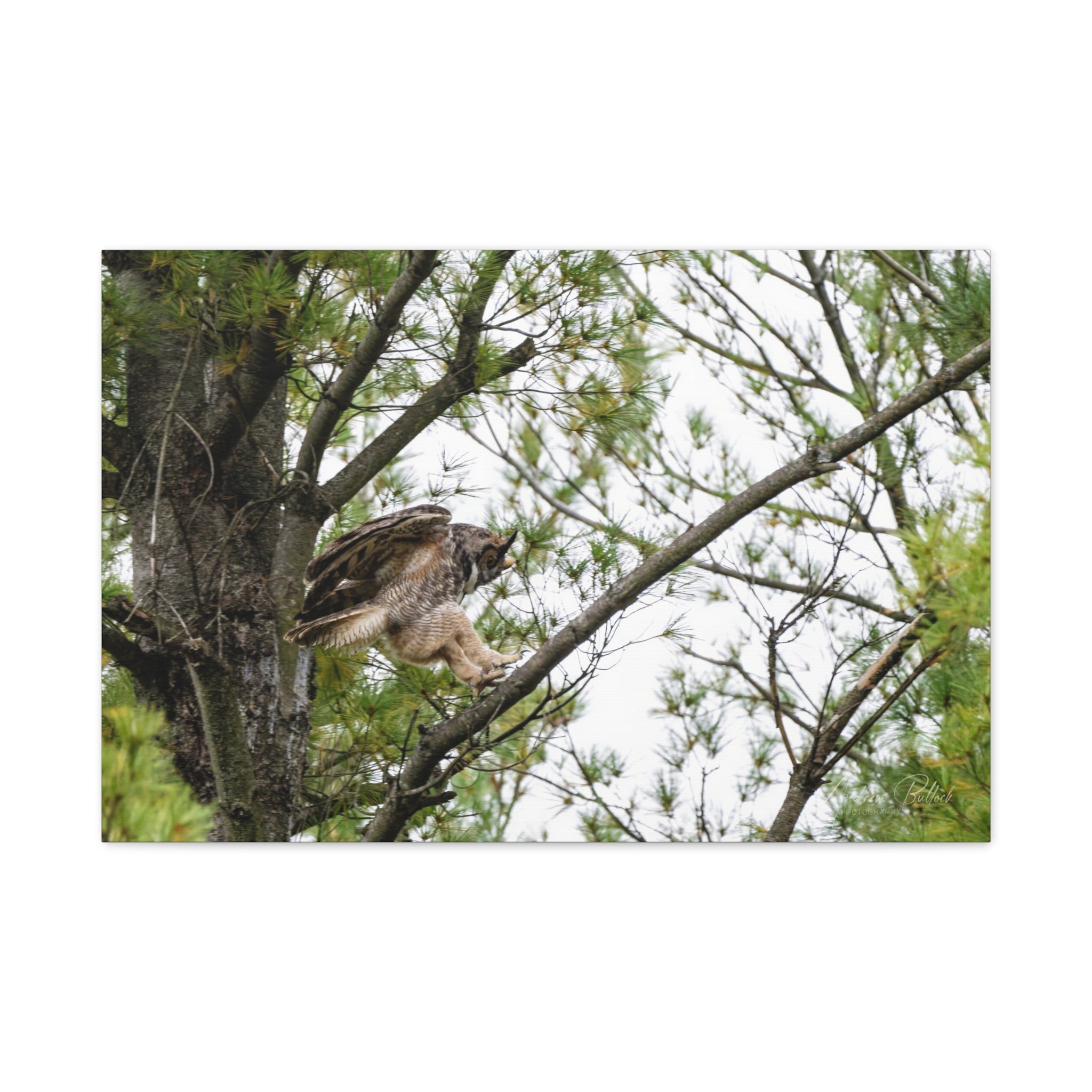 Talons Out: Great Horned Owl Canvas Print — Stretched Matte Nature Wall Art