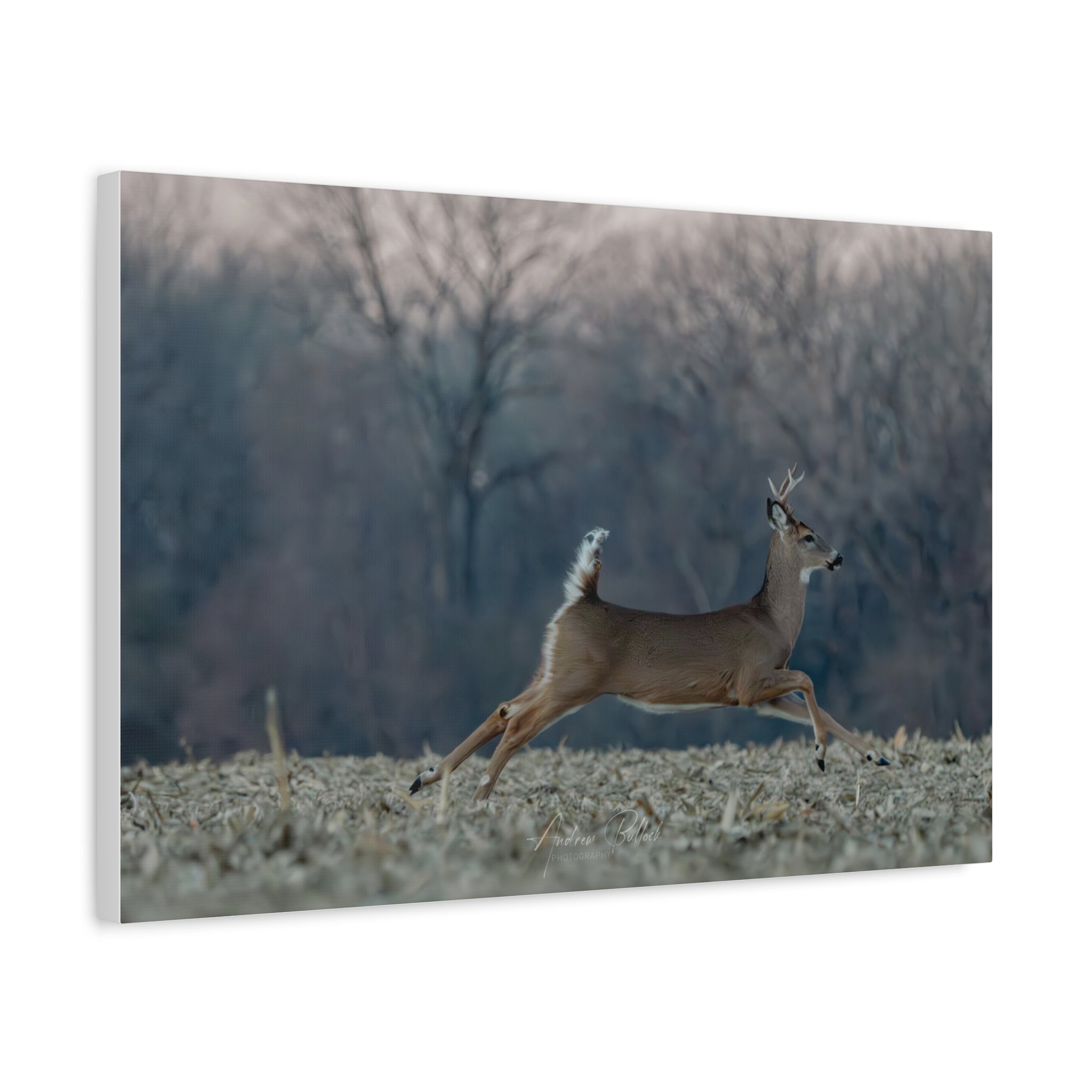 Mid-Stride Momentum – Nature Wildlife Photography Print