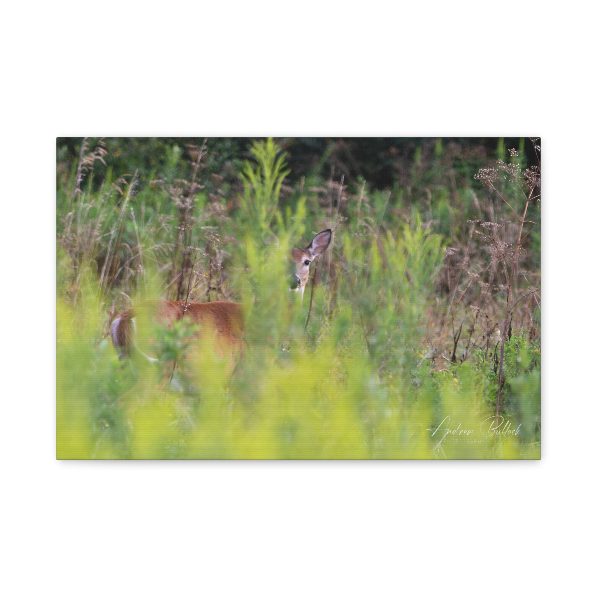 Goldenrod Gaze Matte Stretched Canvas Print — Wildlife Photography Wall Art