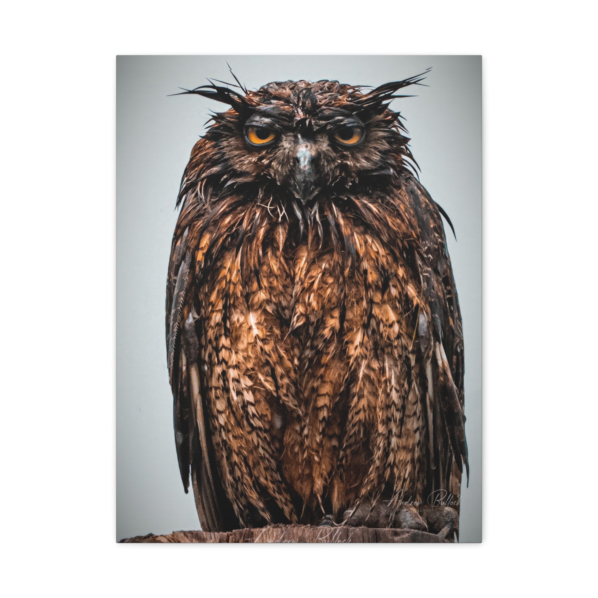 Great Horned Owl Close-Up Matte Canvas