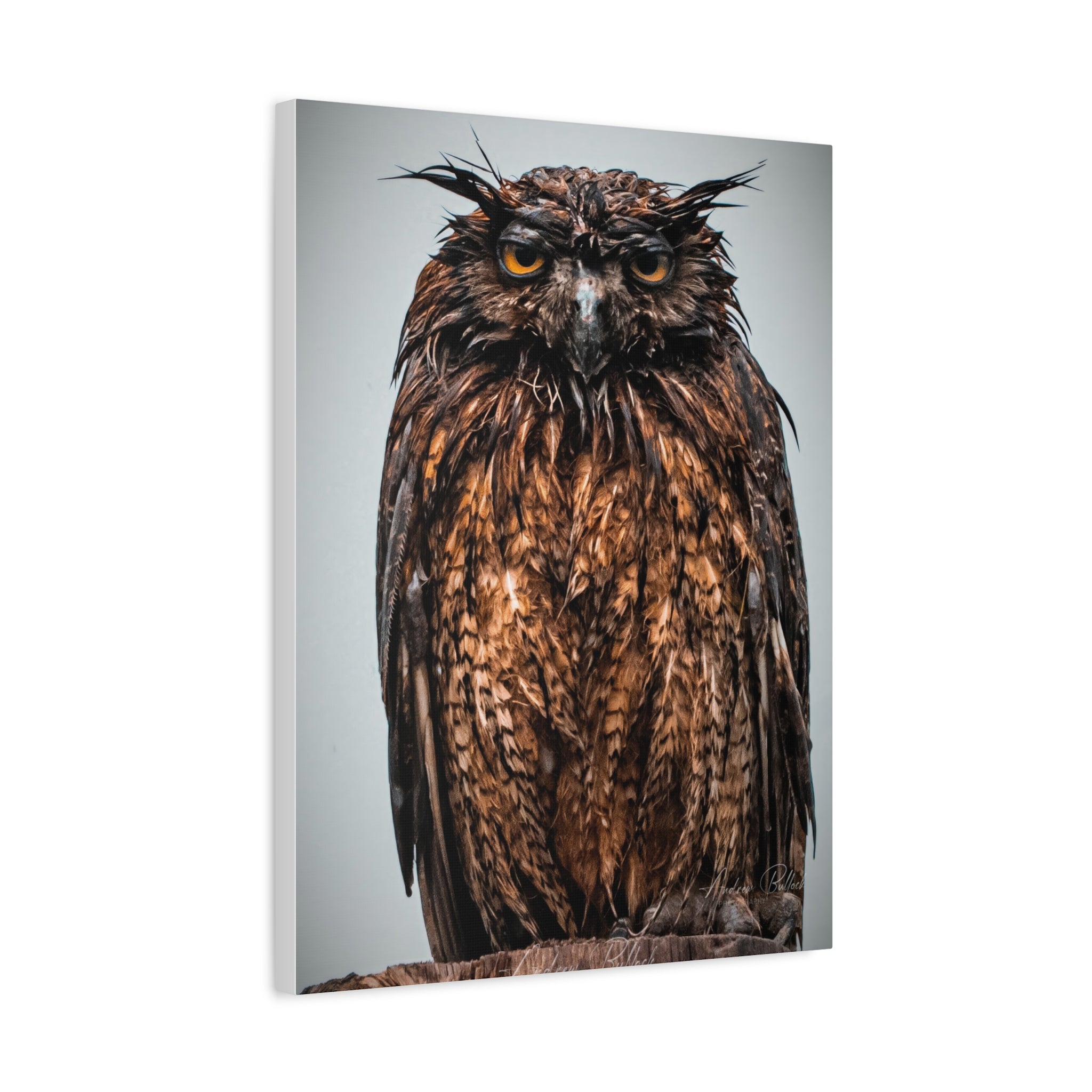 Great Horned Owl Close-Up Matte Canvas