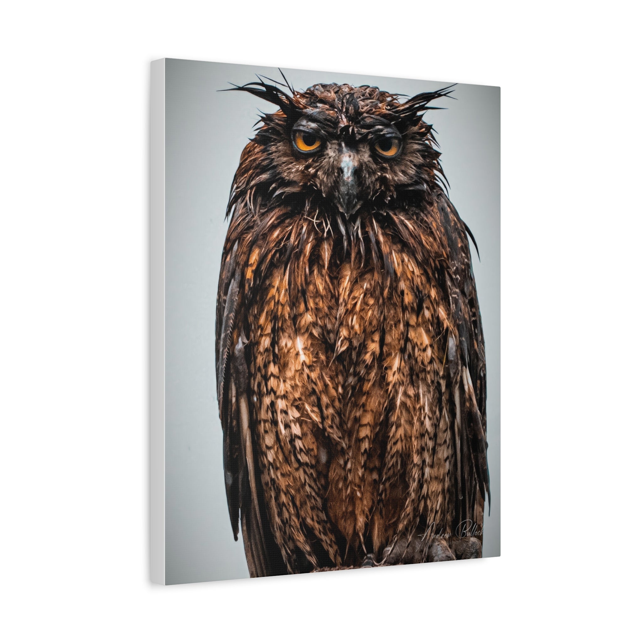 Great Horned Owl Close-Up Matte Canvas