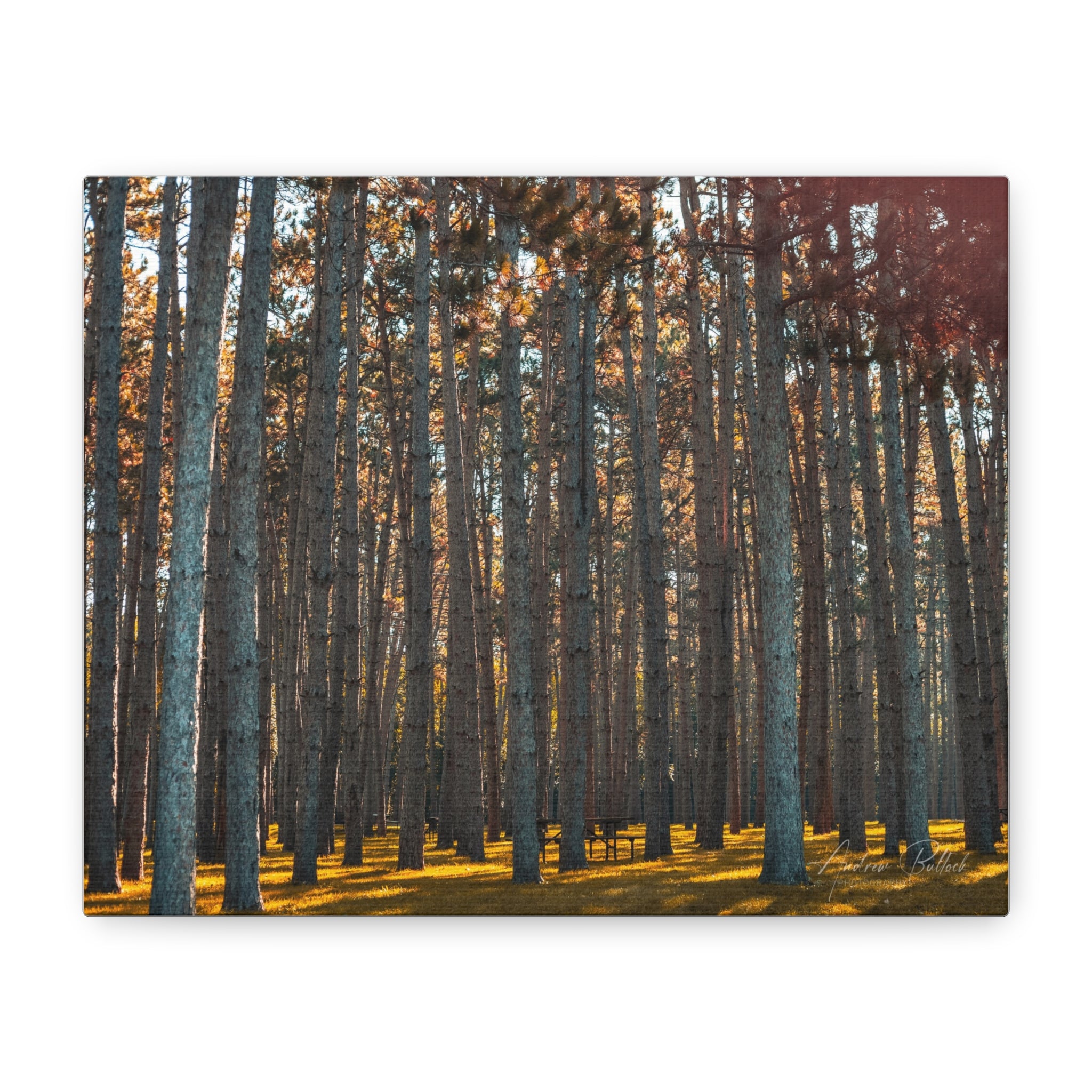 Golden Pillars Matte Canvas Print — Stretched Wall Art