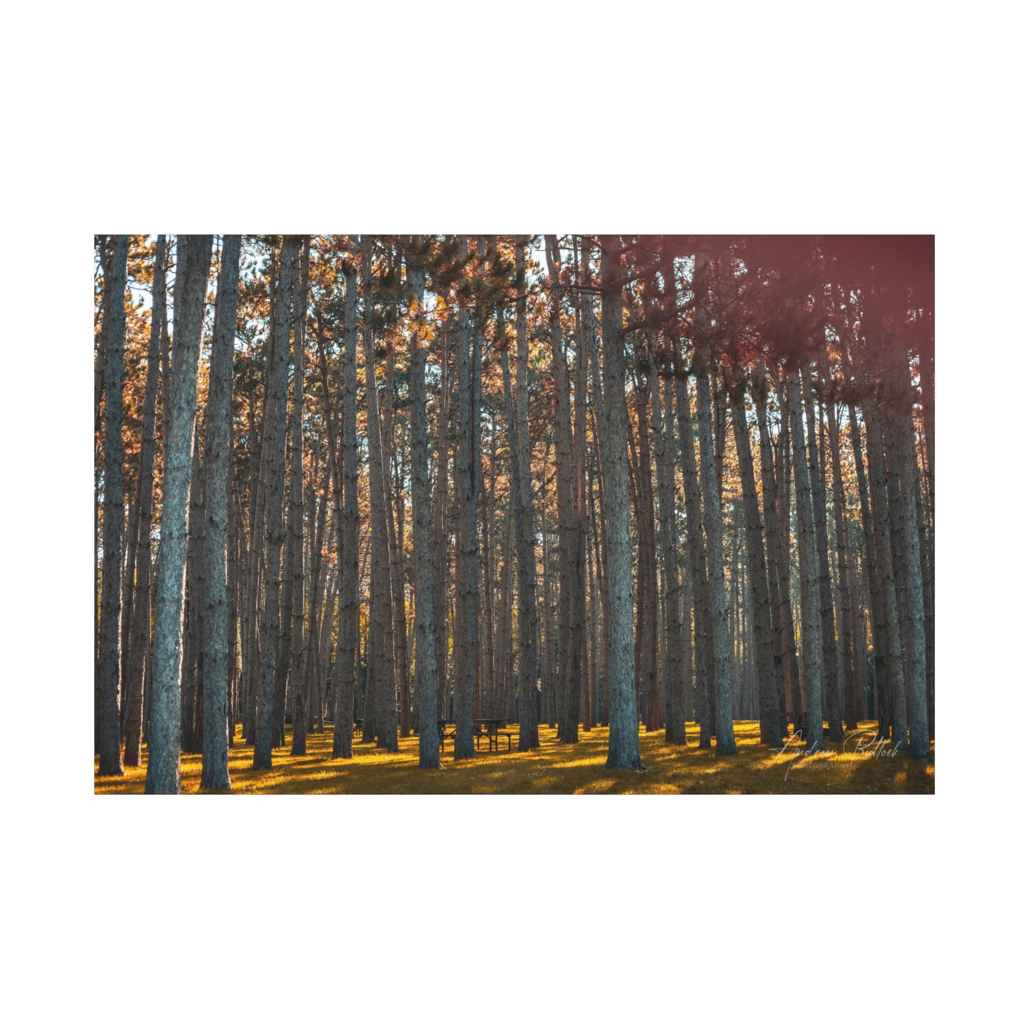 Golden Pillars Matte Canvas Print — Stretched Wall Art