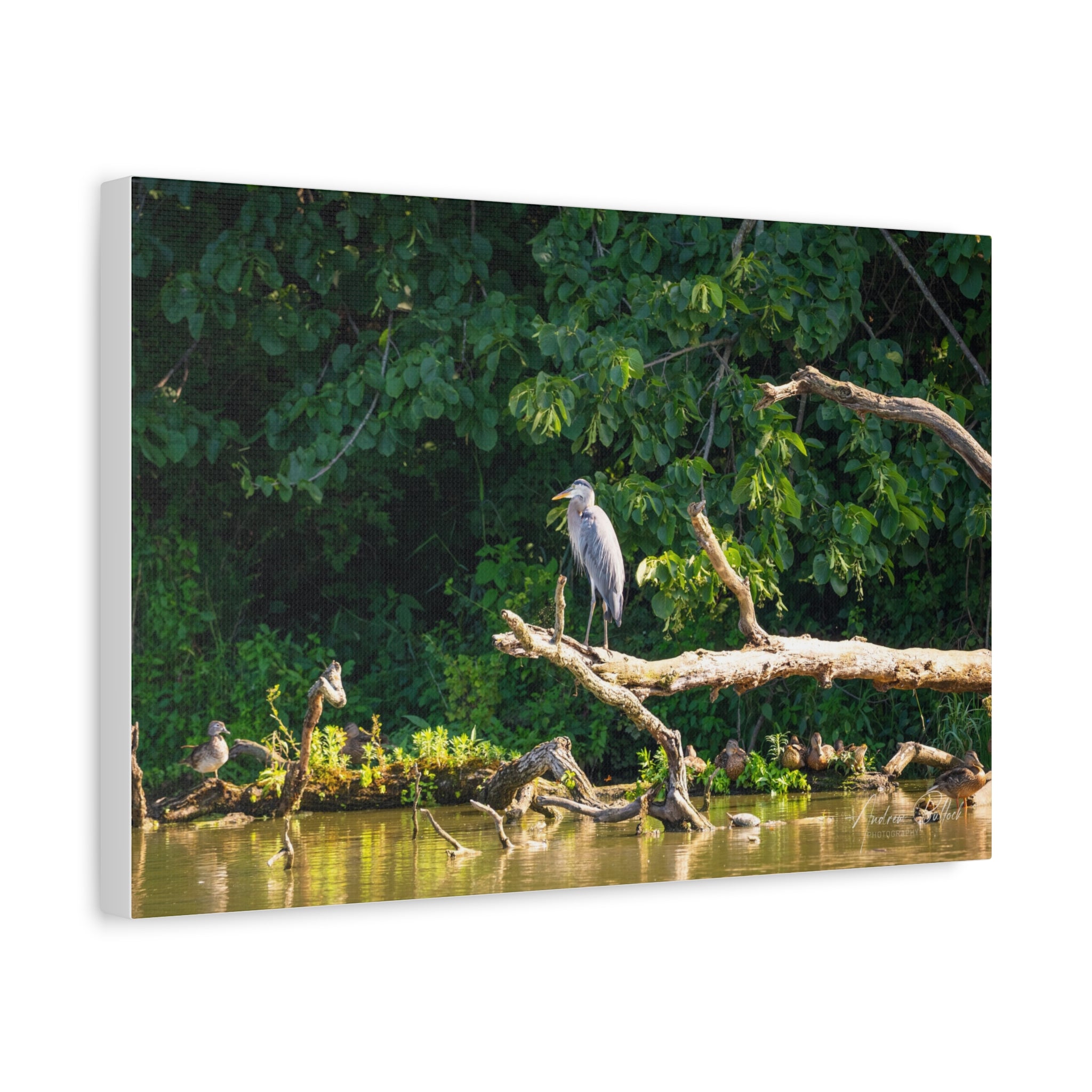 Great Blue Heron And Friends Matte Stretched Canvas - Nature Wall Art
