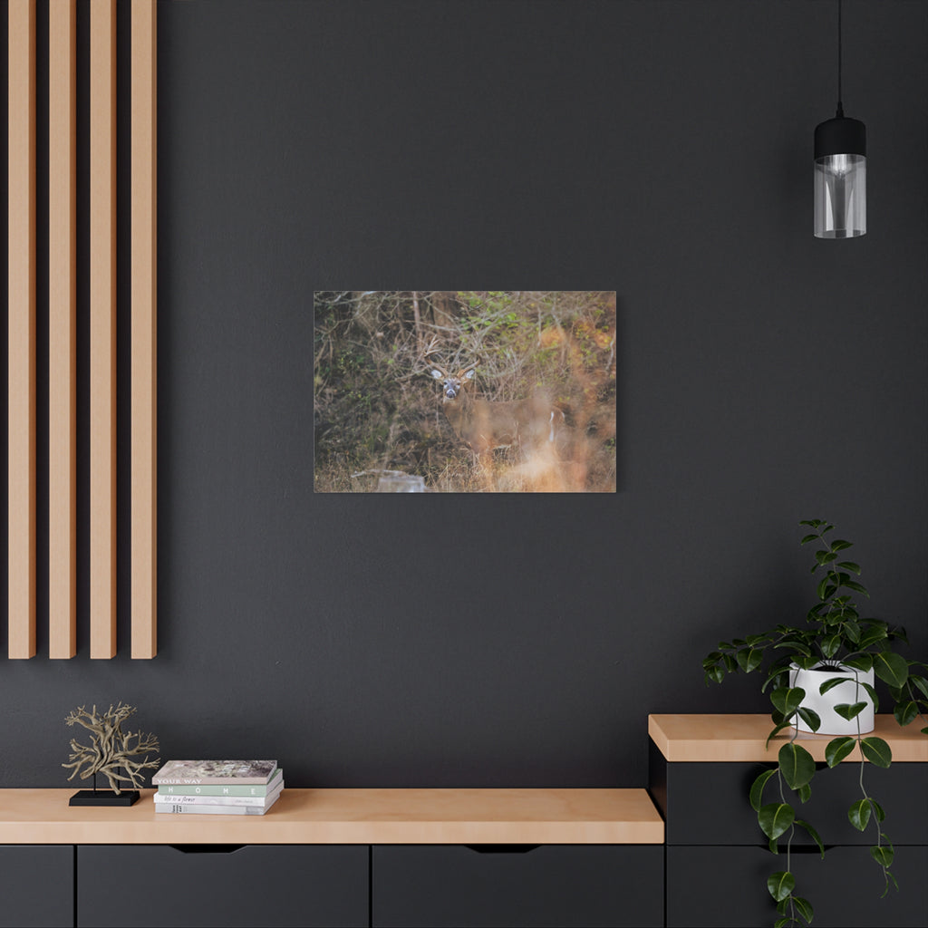Deer in Brush Matte Canvas Print — Woodland Wildlife Wall Art