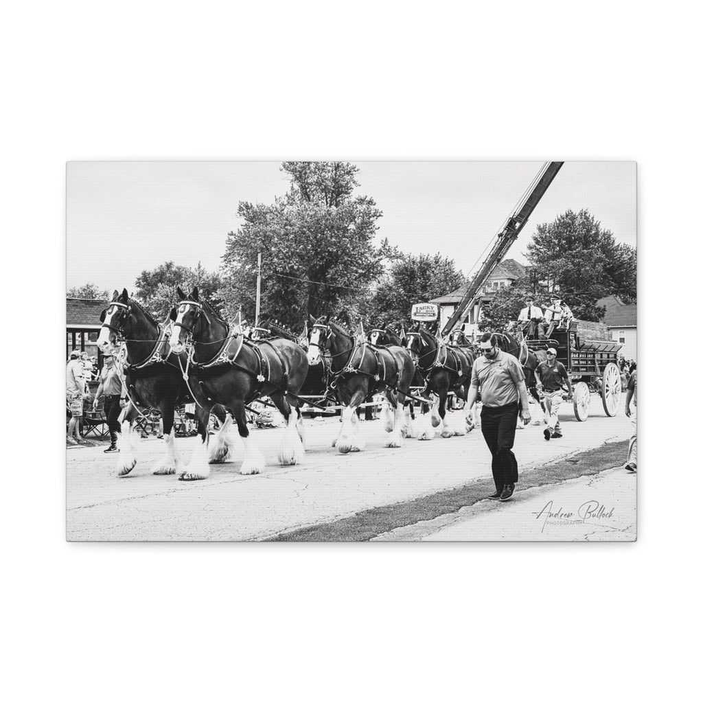 Clydesdale At Hog Days Parade Matte Canvas Print (Stretched)