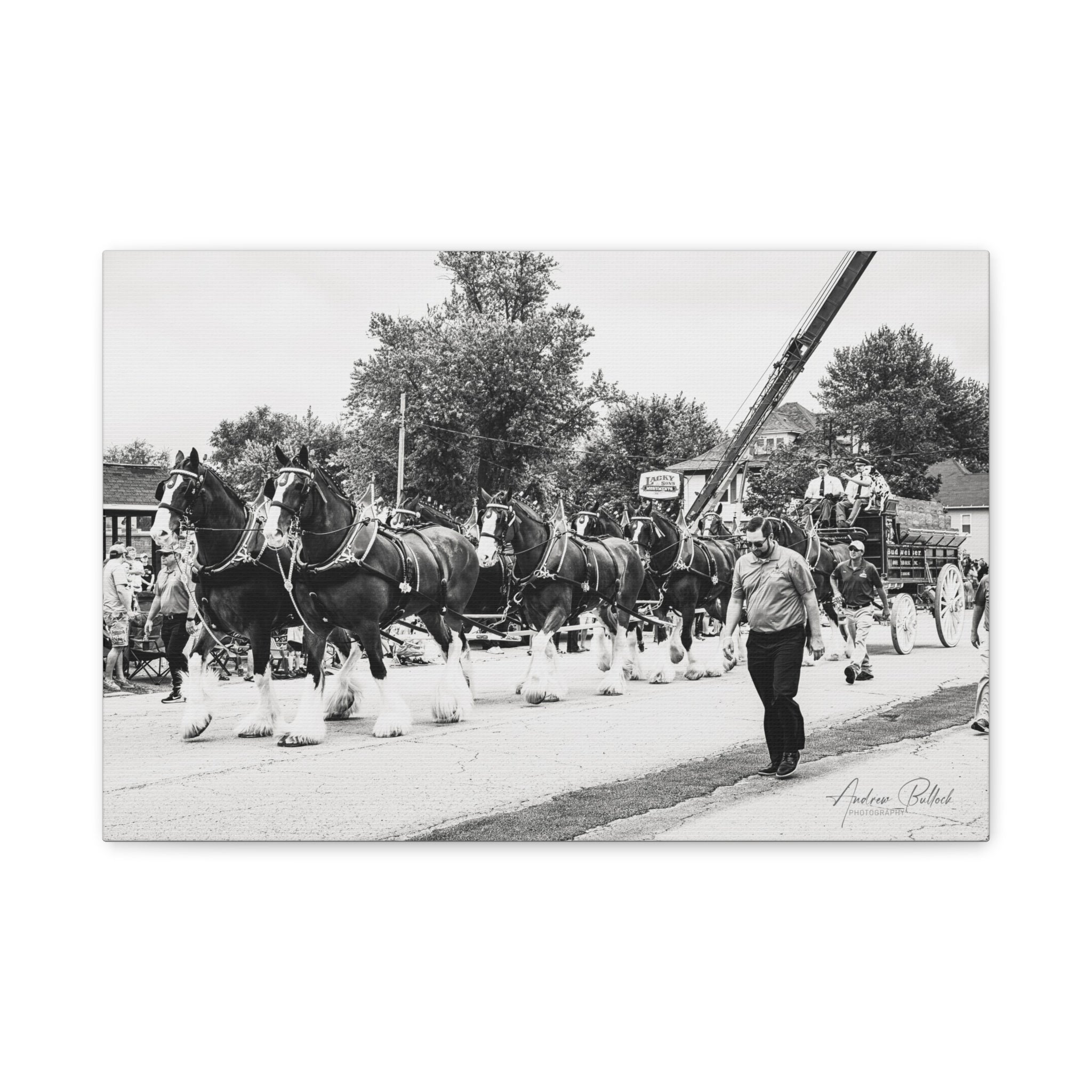 Clydesdale At Hog Days Parade Matte Canvas Print (Stretched)