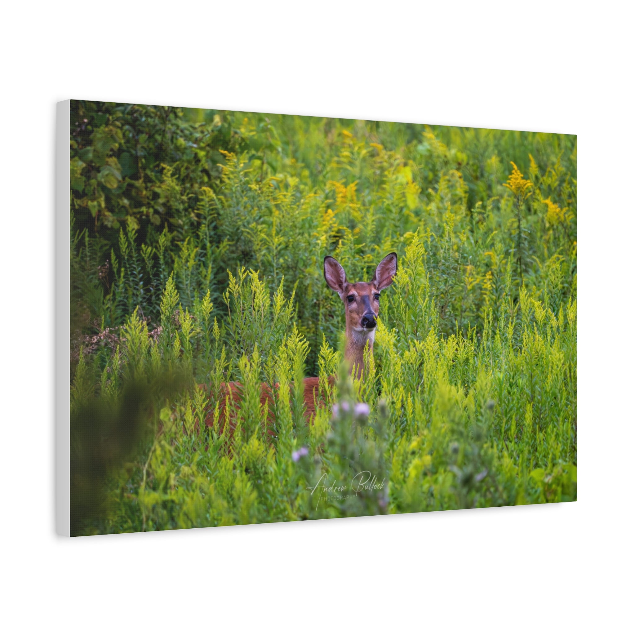 Peeking Doe Matte Stretched Canvas