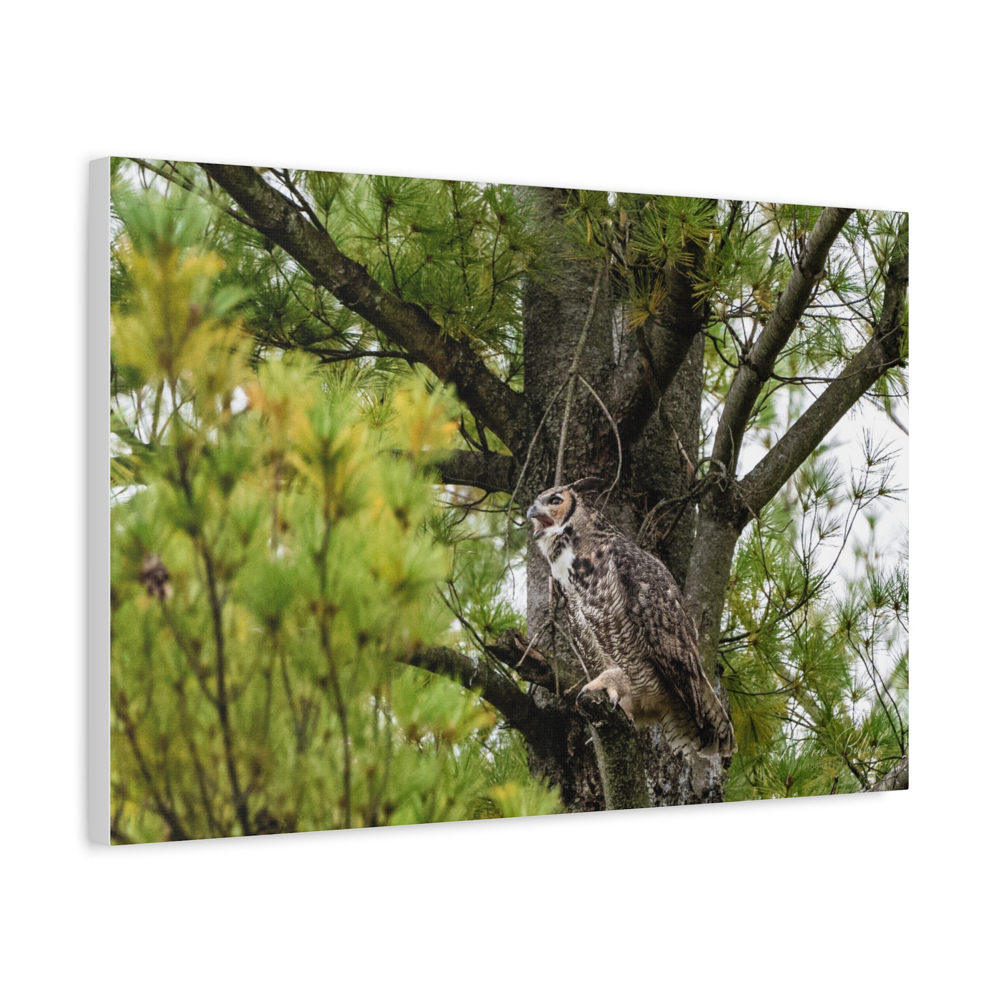 Great Horned Owl Canvas Print — Wildlife Wall Art, Matte Stretched Canvas