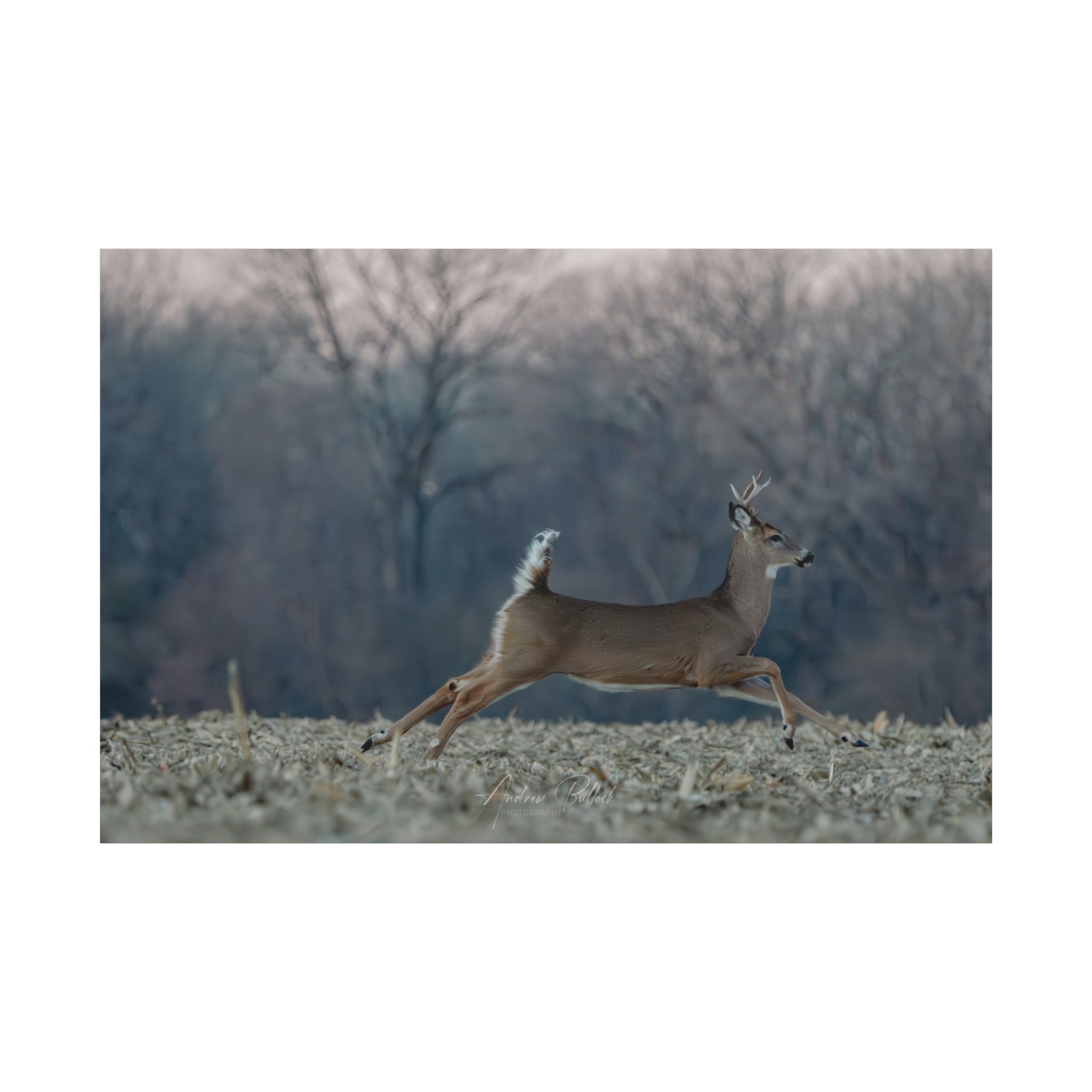 Mid-Stride Momentum – Nature Wildlife Photography Print