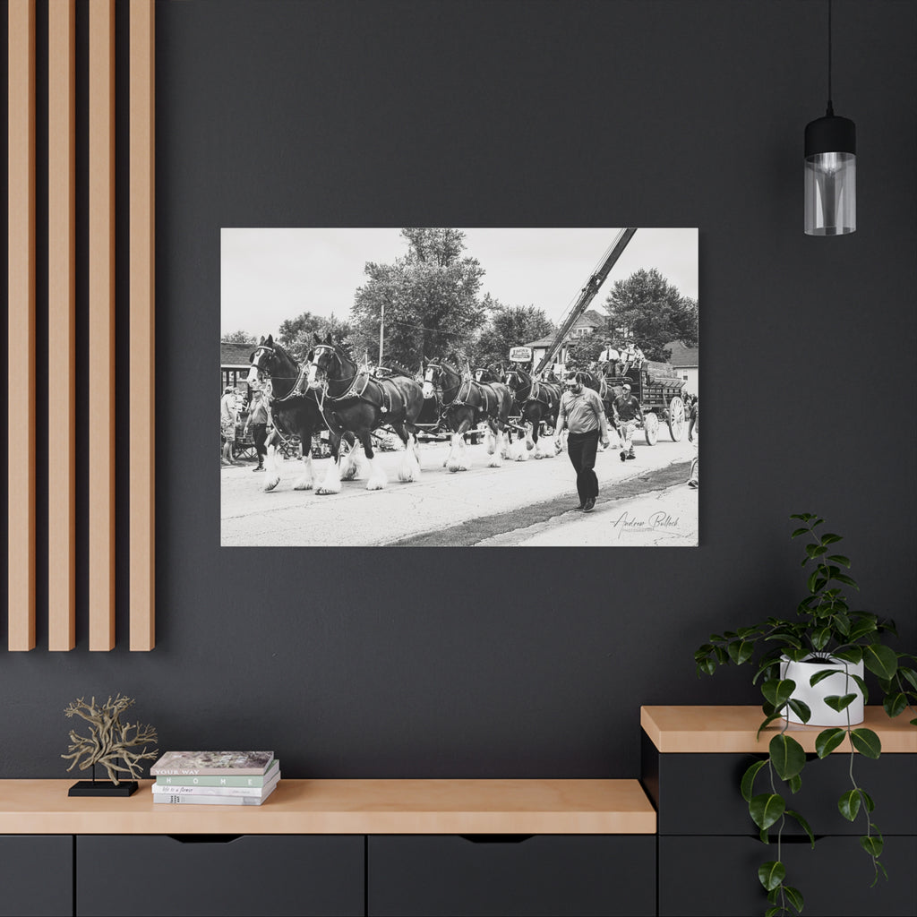 Clydesdale At Hog Days Parade Matte Canvas Print (Stretched)