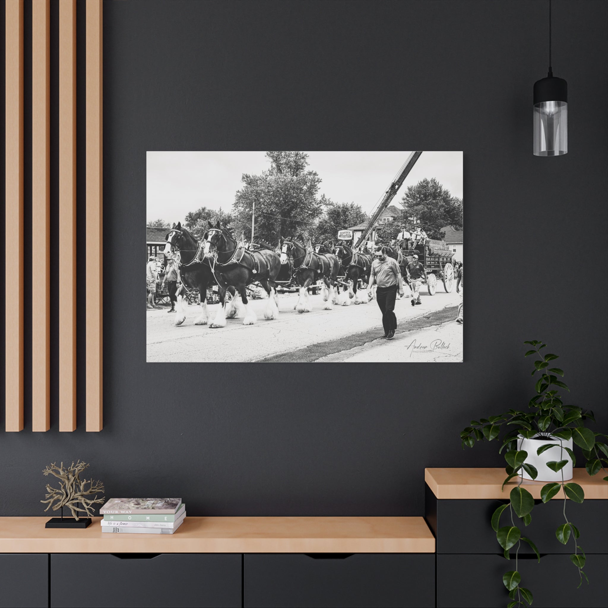 Clydesdale At Hog Days Parade Matte Canvas Print (Stretched)