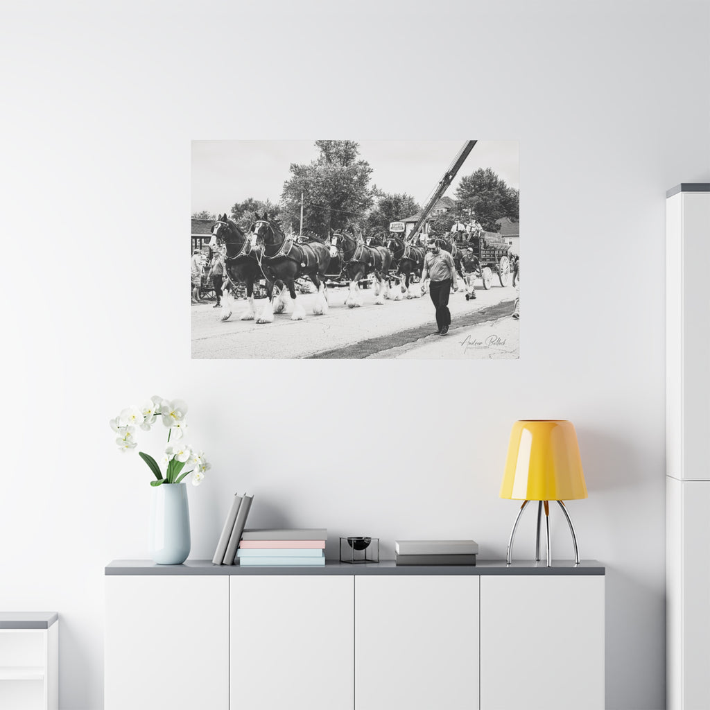 Clydesdale At Hog Days Parade Matte Canvas Print (Stretched)