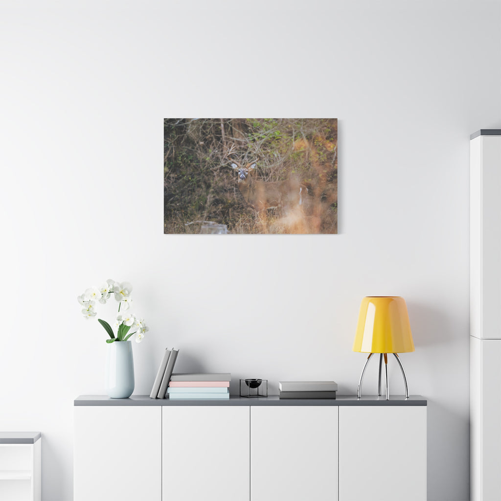 Deer in Brush Matte Canvas Print — Woodland Wildlife Wall Art