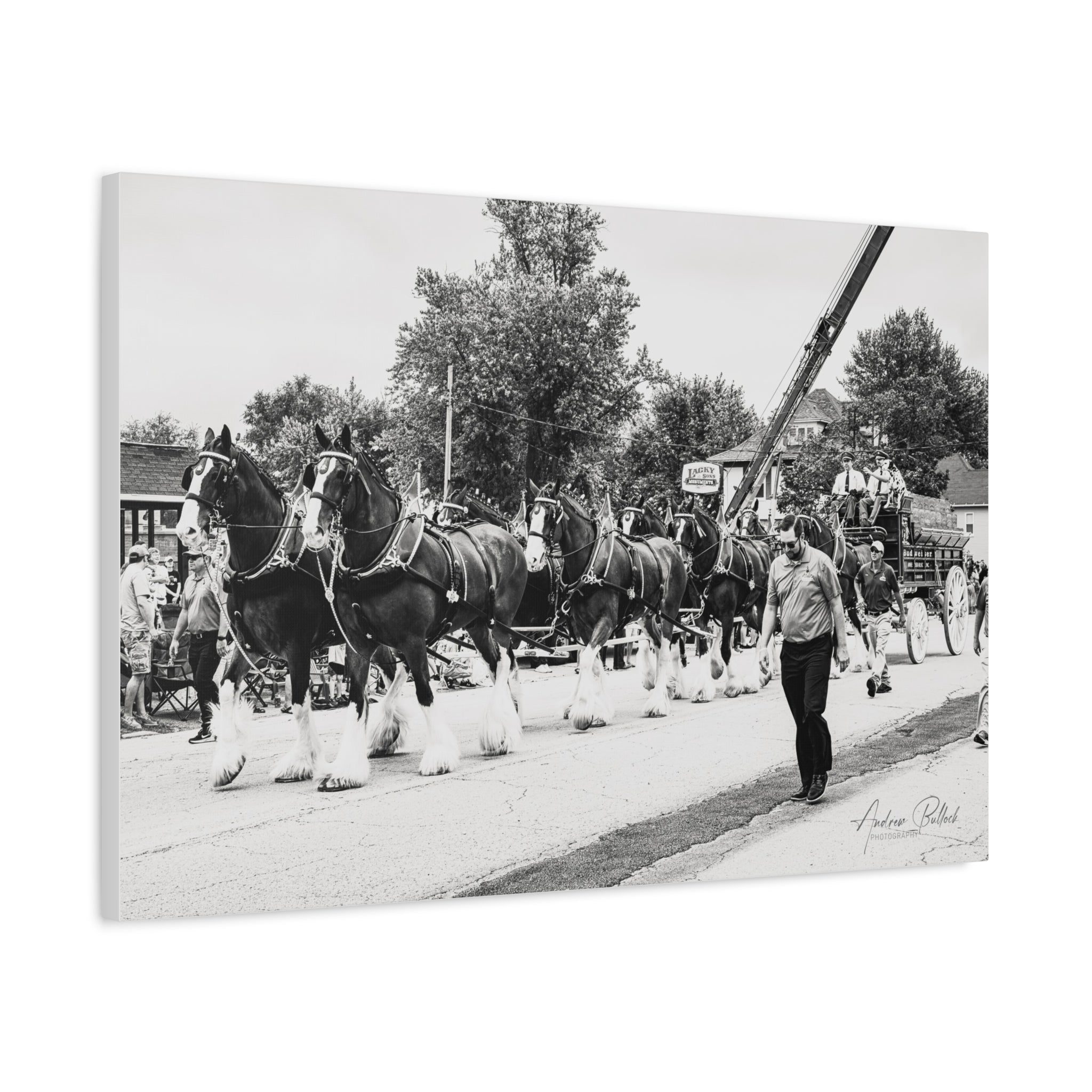 Clydesdale At Hog Days Parade Matte Canvas Print (Stretched)