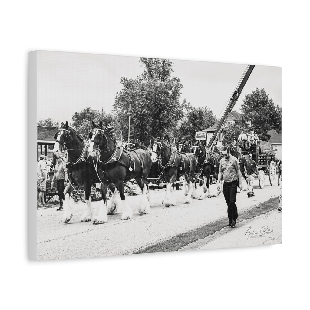 Clydesdale At Hog Days Parade Matte Canvas Print (Stretched)