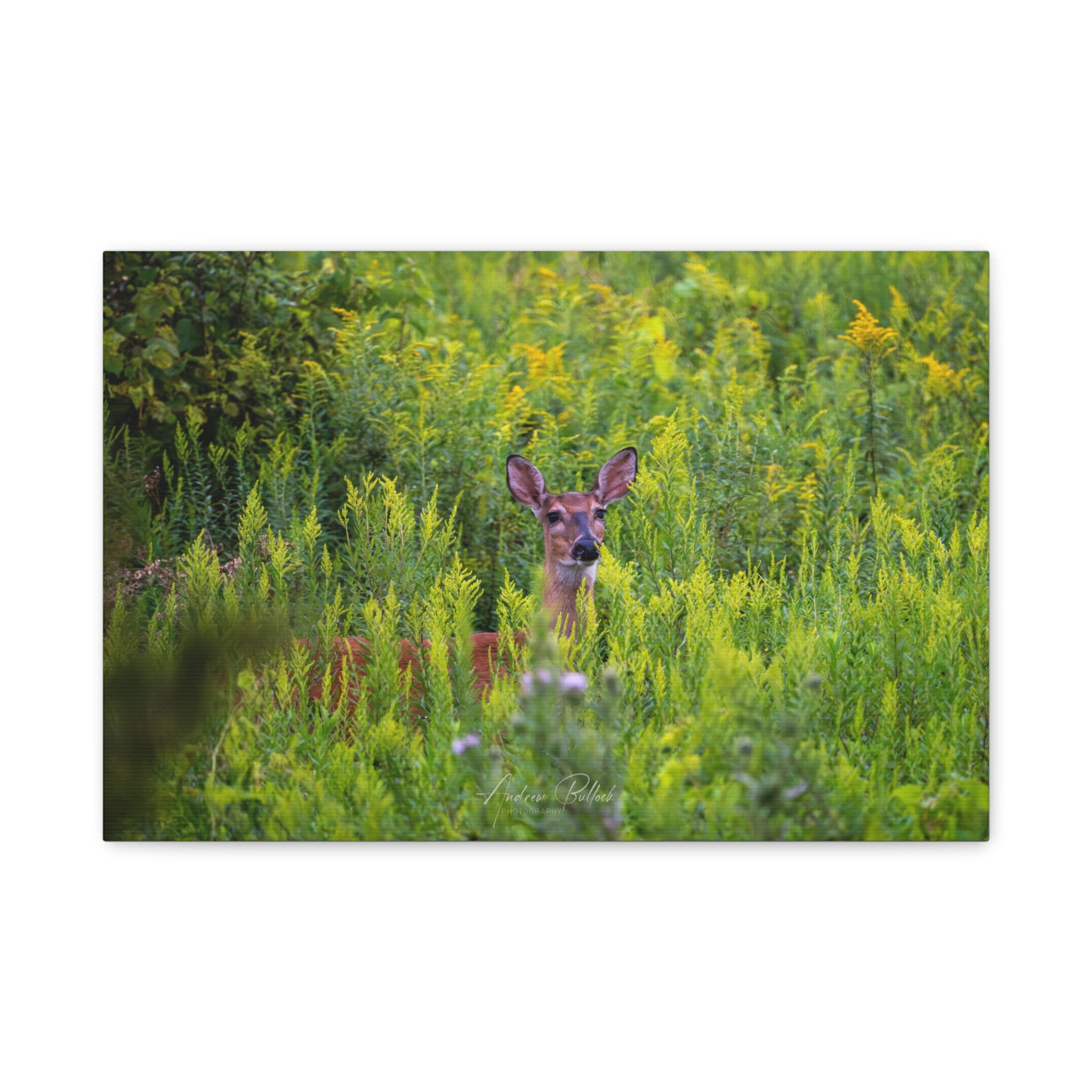 Peeking Doe Matte Stretched Canvas