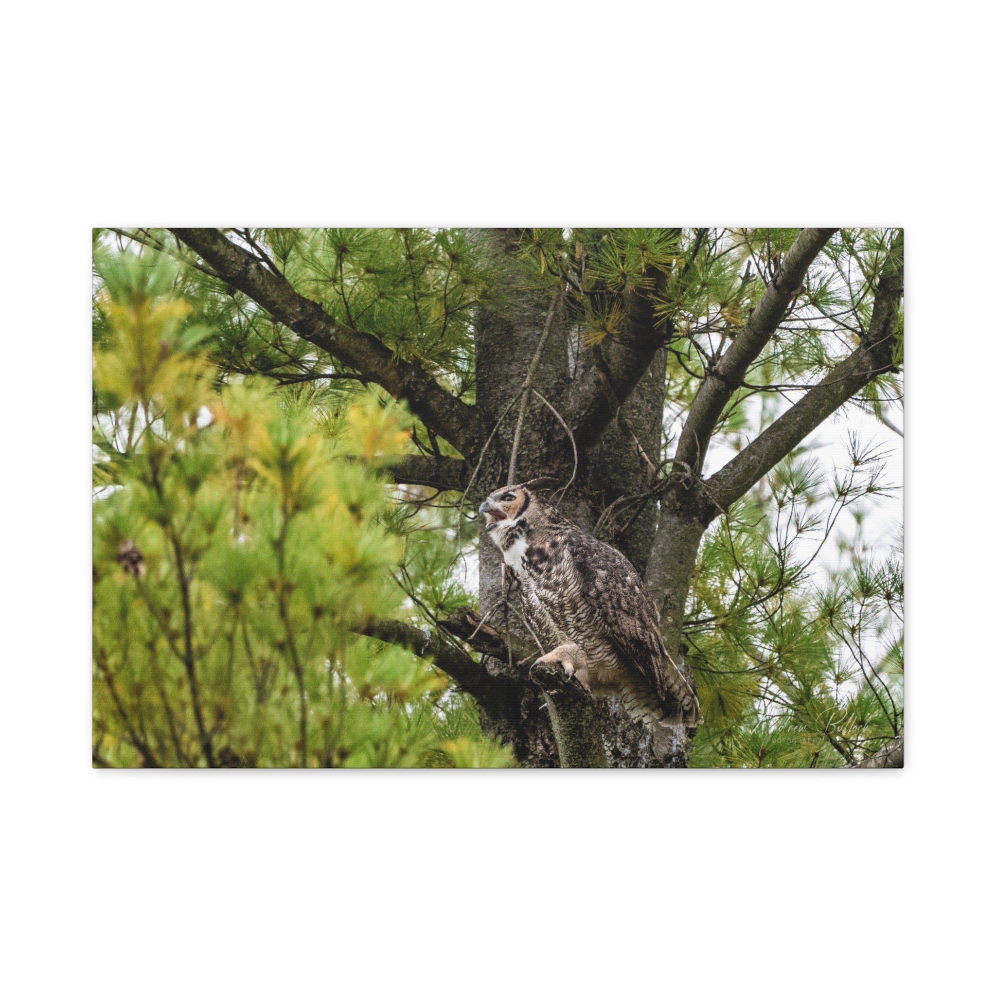 Great Horned Owl Canvas Print — Wildlife Wall Art, Matte Stretched Canvas