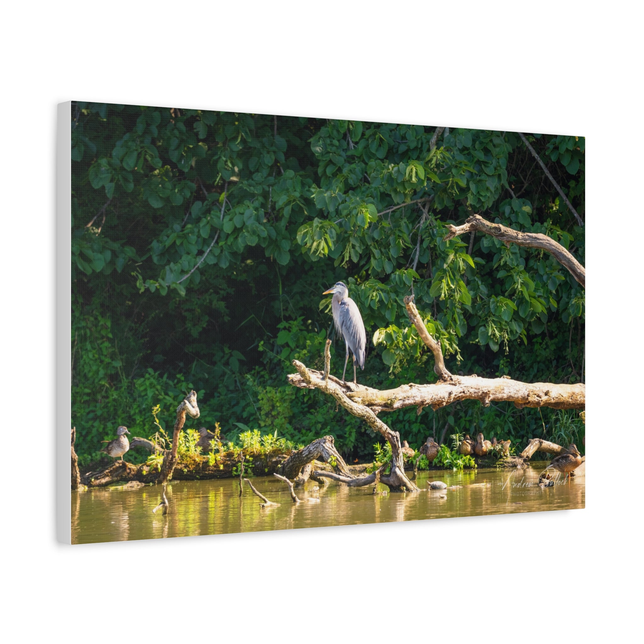 Great Blue Heron And Friends Matte Stretched Canvas - Nature Wall Art