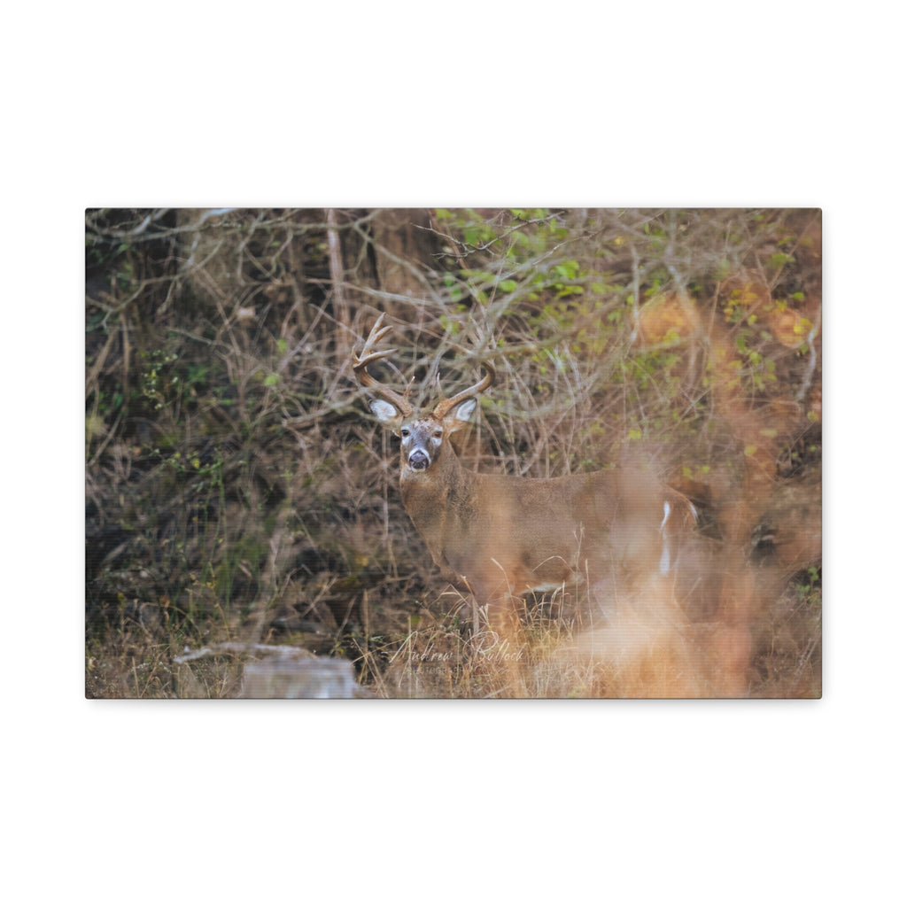 Deer in Brush Matte Canvas Print — Woodland Wildlife Wall Art