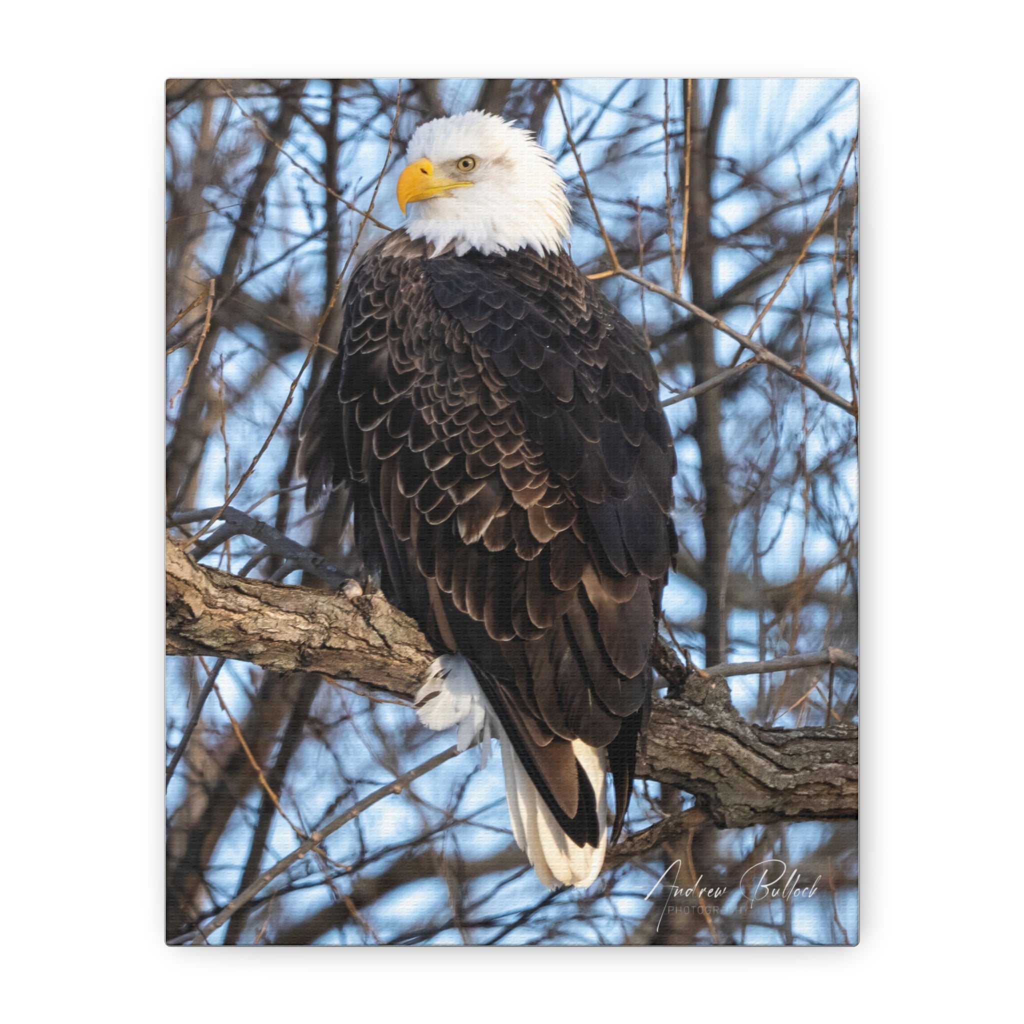 American Majesty Matte Canvas Print — Stretched Wall Art