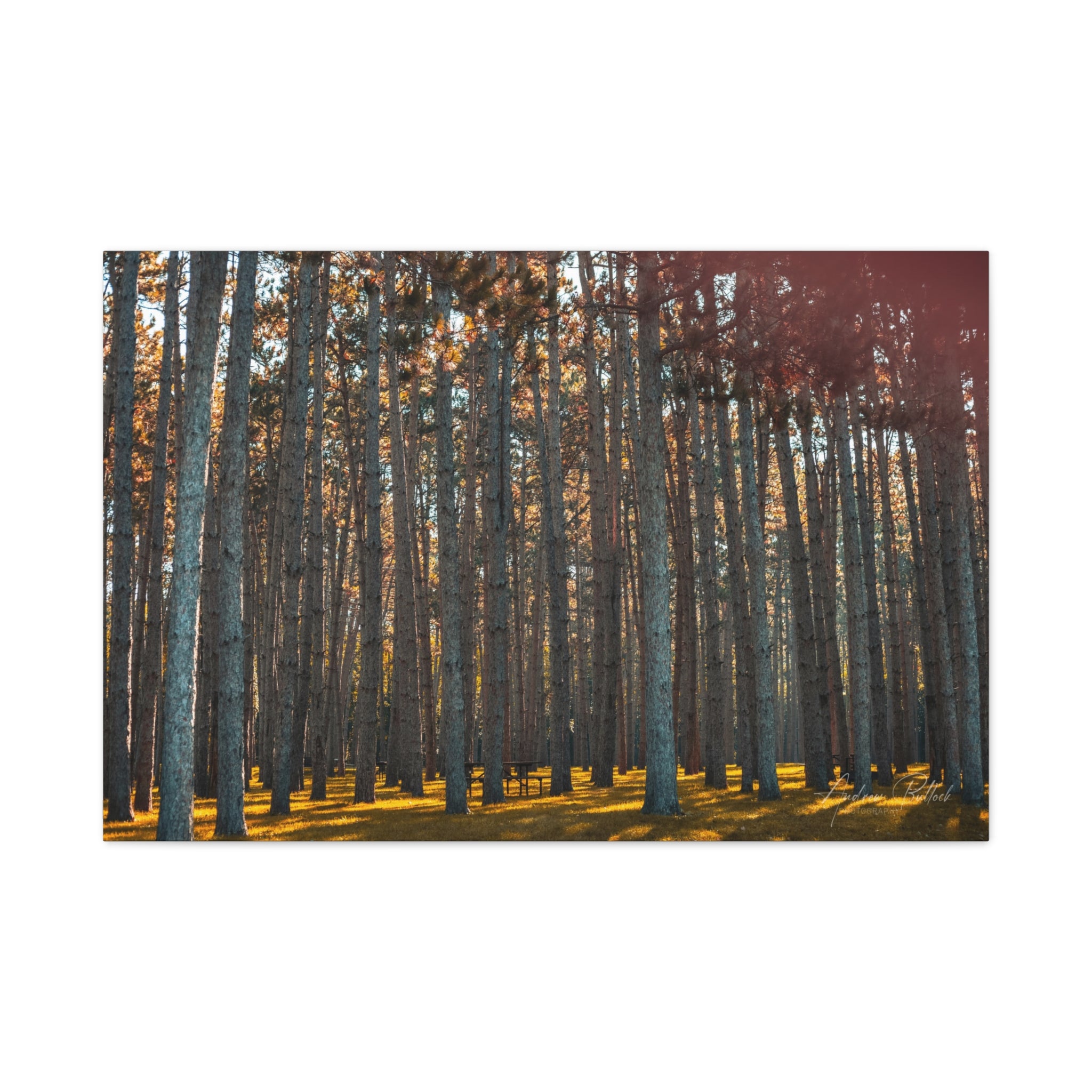 Golden Pillars Matte Canvas Print — Stretched Wall Art