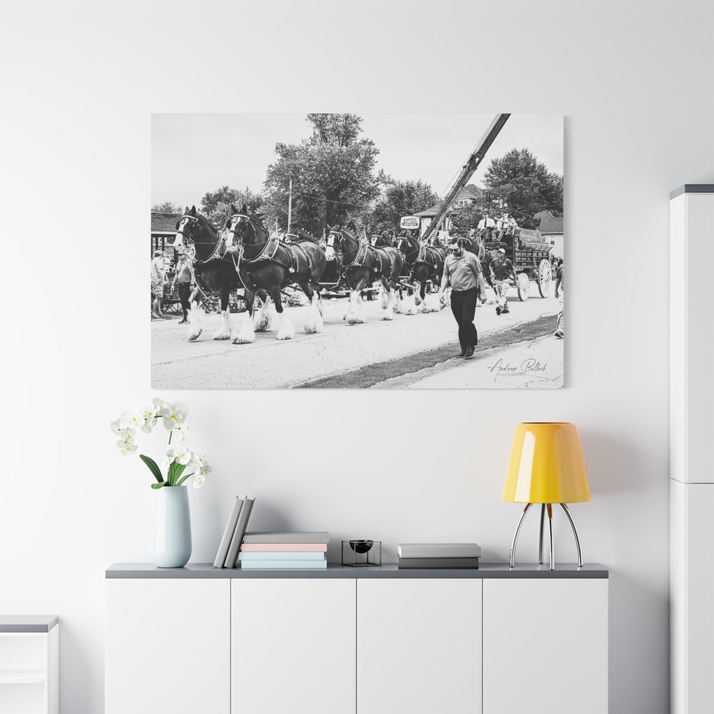Clydesdale At Hog Days Parade Matte Canvas Print (Stretched)