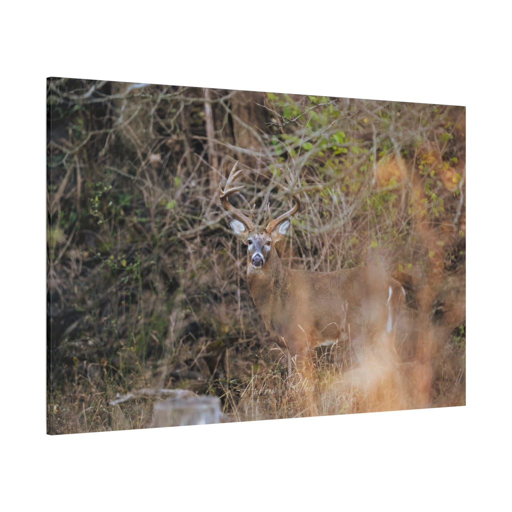 Deer in Brush Matte Canvas Print — Woodland Wildlife Wall Art