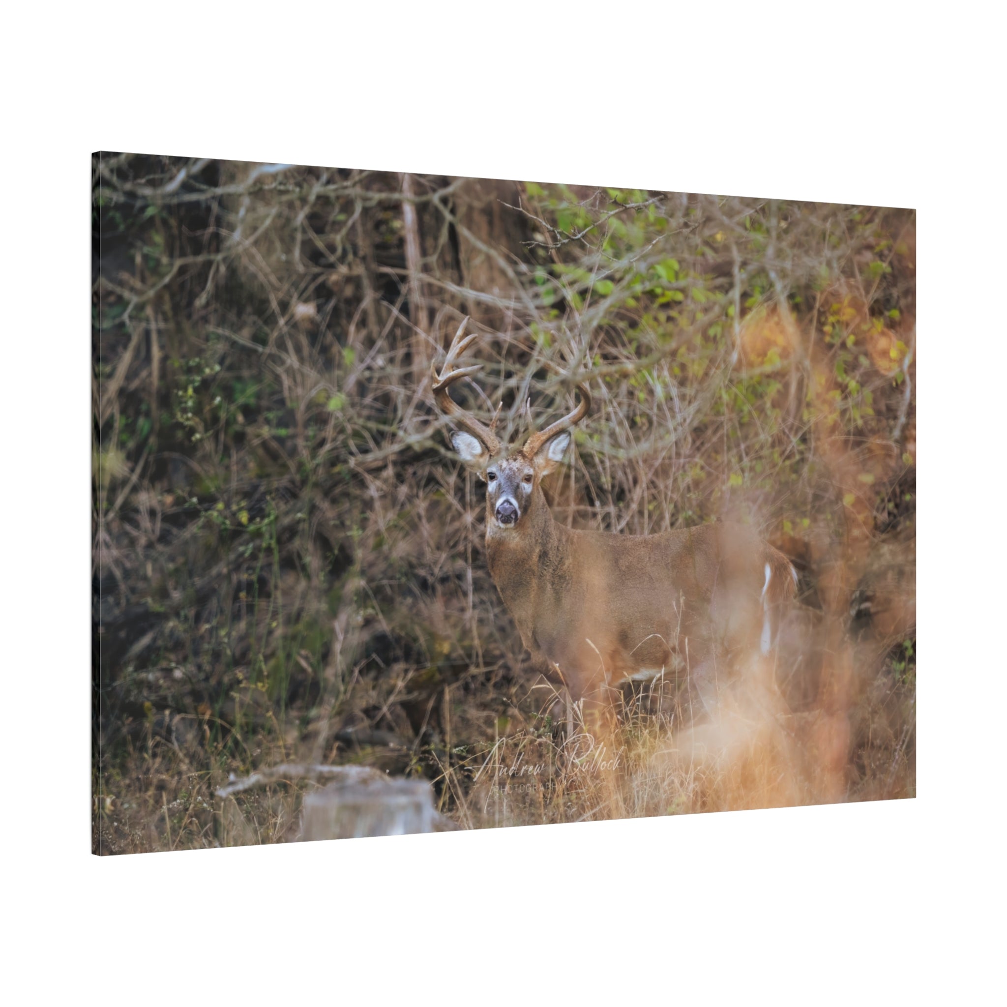 Deer in Brush Matte Canvas Print — Woodland Wildlife Wall Art