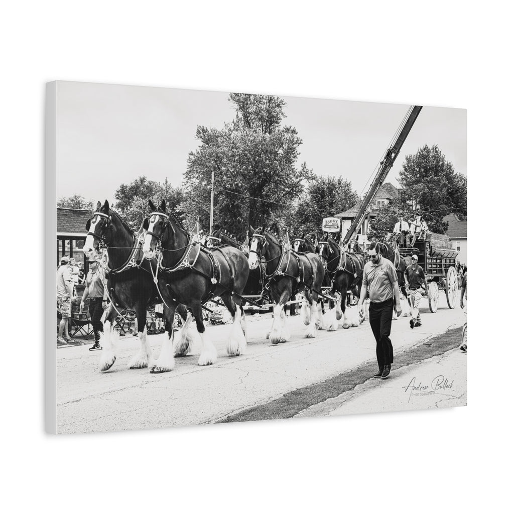 Clydesdale At Hog Days Parade Matte Canvas Print (Stretched)