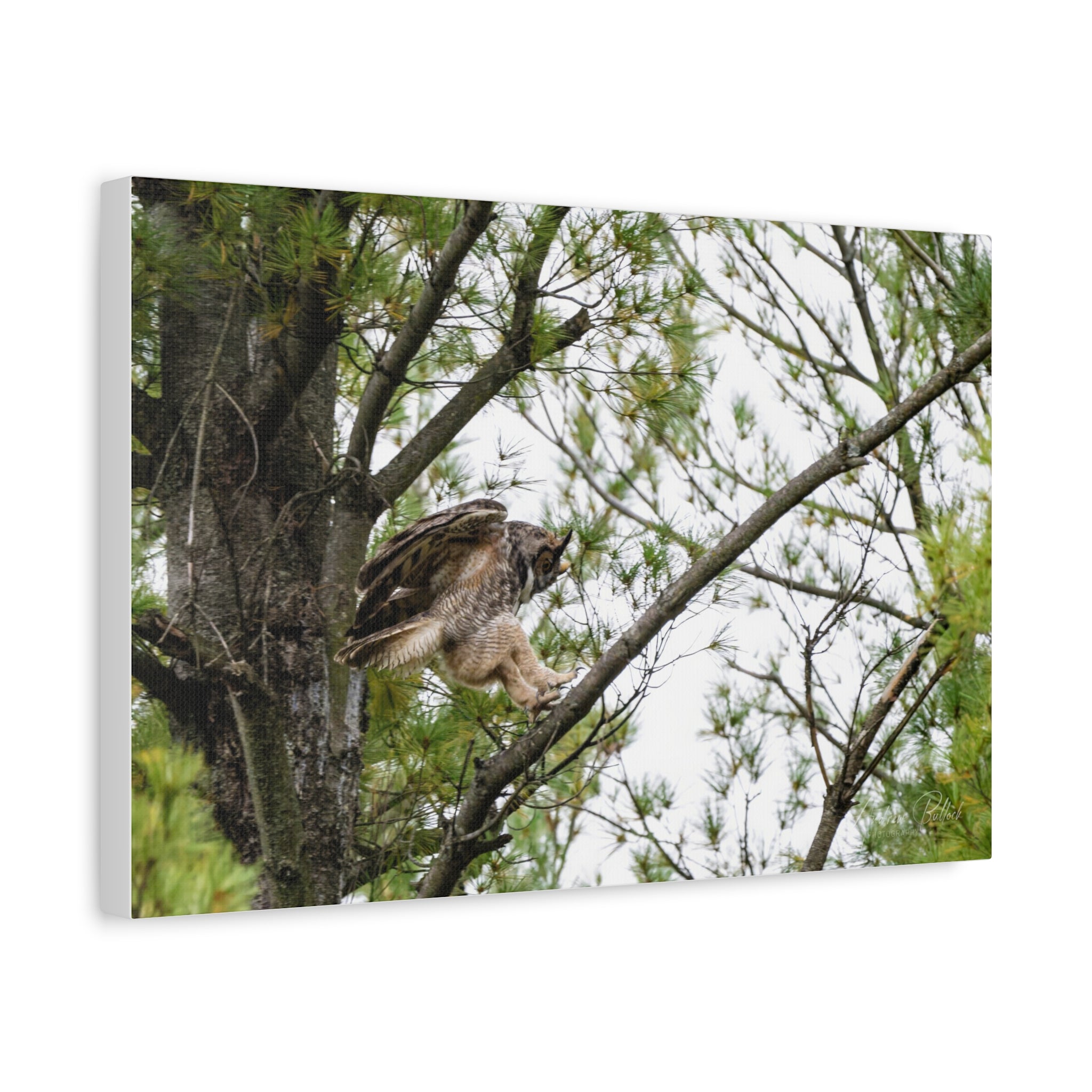 Talons Out: Great Horned Owl Canvas Print — Stretched Matte Nature Wall Art