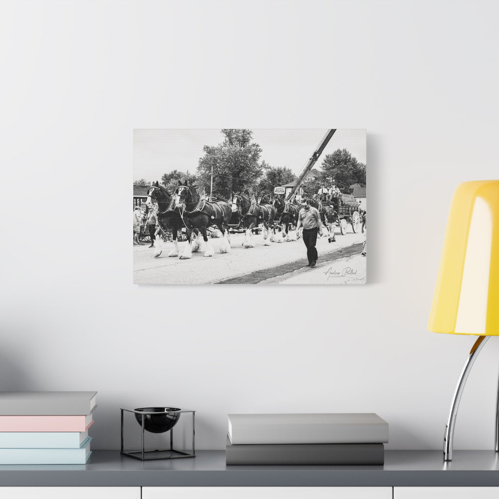 Clydesdale At Hog Days Parade Matte Canvas Print (Stretched)